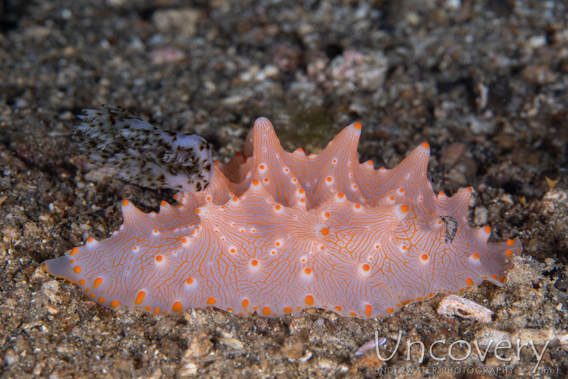 Nudibranch (halgerda Batangas), photo taken in Indonesia, North Sulawesi, Lembeh Strait, Papusungan Besar