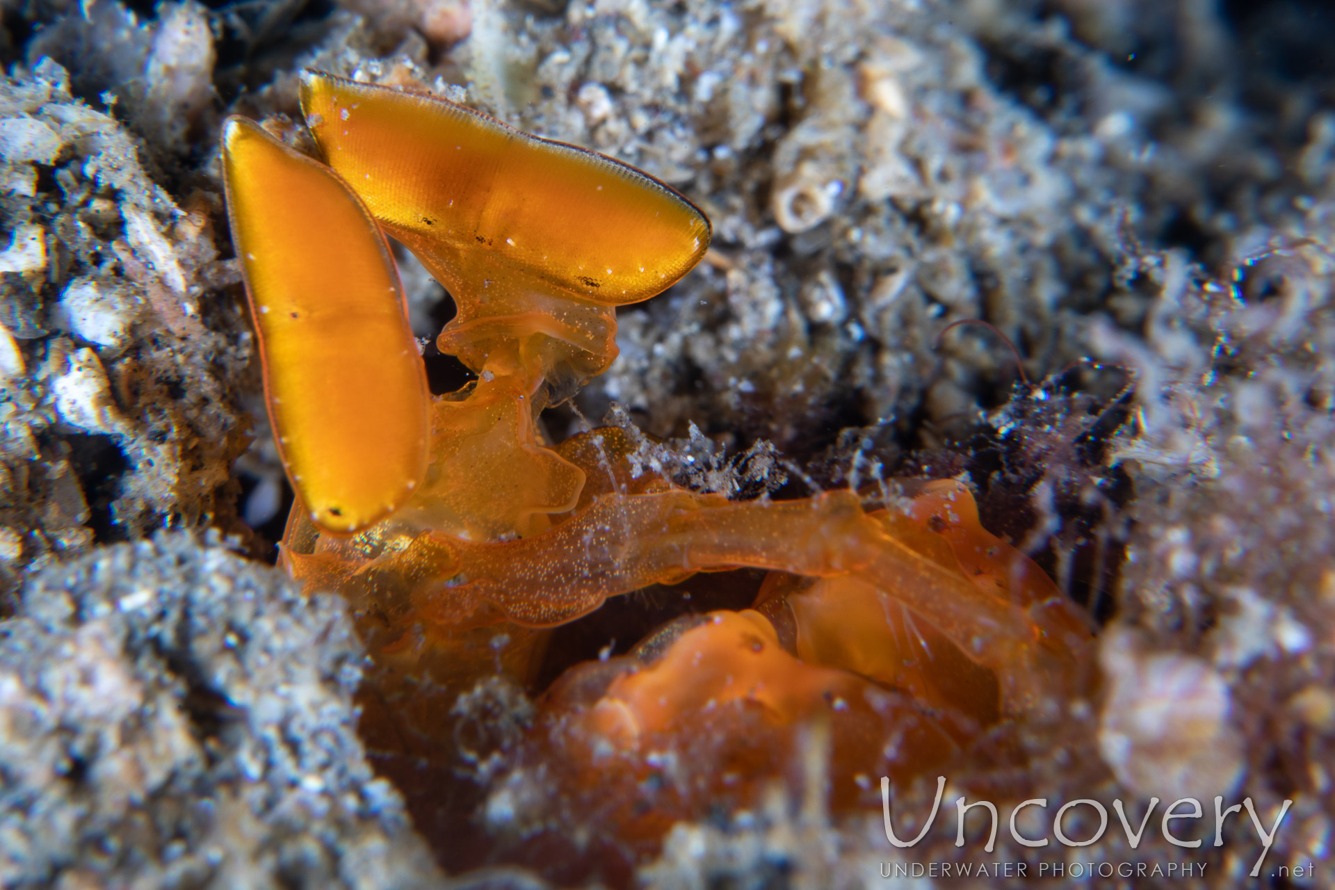 Golden Mantis (lysiosquilloides Mapia), photo taken in Indonesia, North Sulawesi, Lembeh Strait, Papusungan Besar