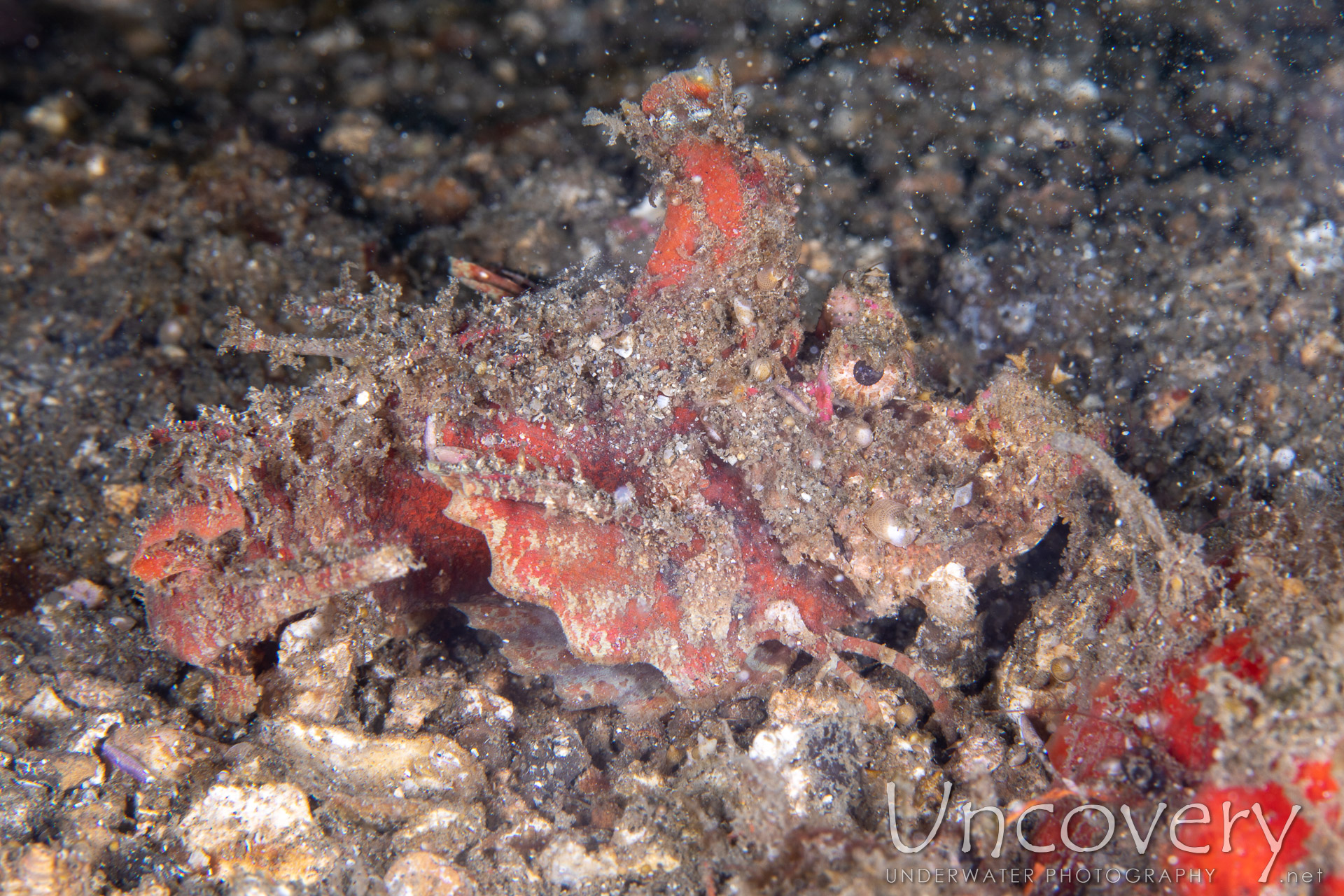 Spiny Devilfish (inimicus Didactylus), photo taken in Indonesia, North Sulawesi, Lembeh Strait, Papusungan Besar