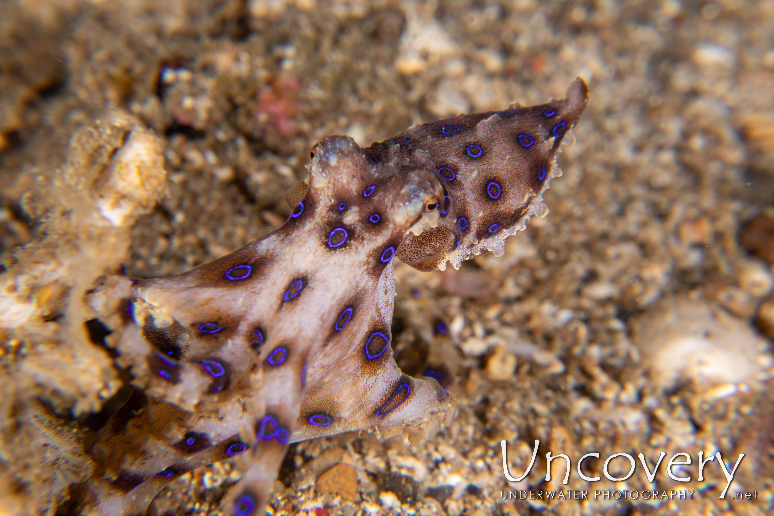 Blue Ring Octopus (hapalochlaena Lunulata), photo taken in Indonesia, North Sulawesi, Lembeh Strait, Papusungan Besar