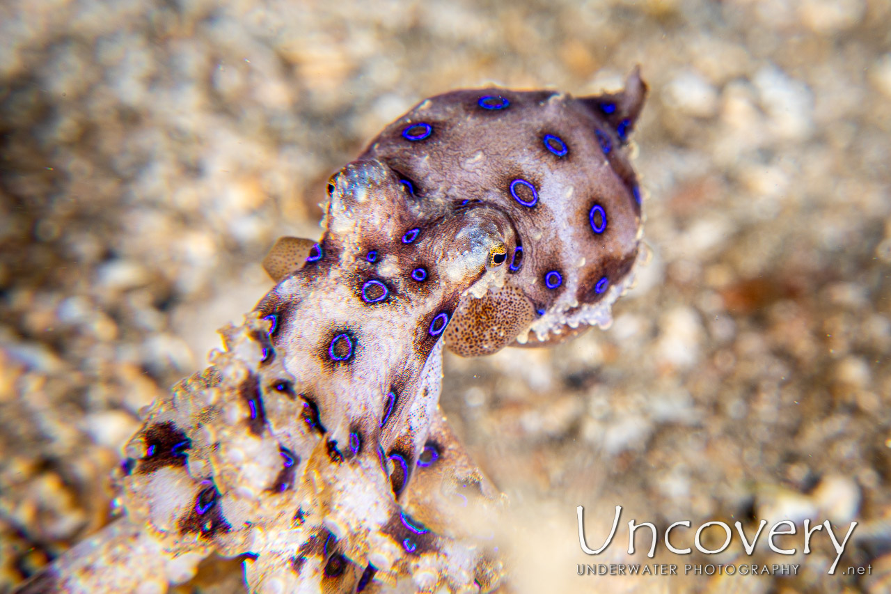 Blue Ring Octopus (hapalochlaena Lunulata) shot in Indonesia|North Sulawesi|Lembeh Strait|Papusungan Besar
