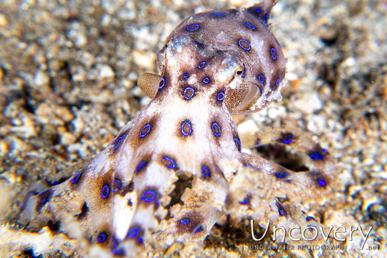 Blue Ring Octopus (hapalochlaena Lunulata), photo taken in Indonesia, North Sulawesi, Lembeh Strait, Papusungan Besar