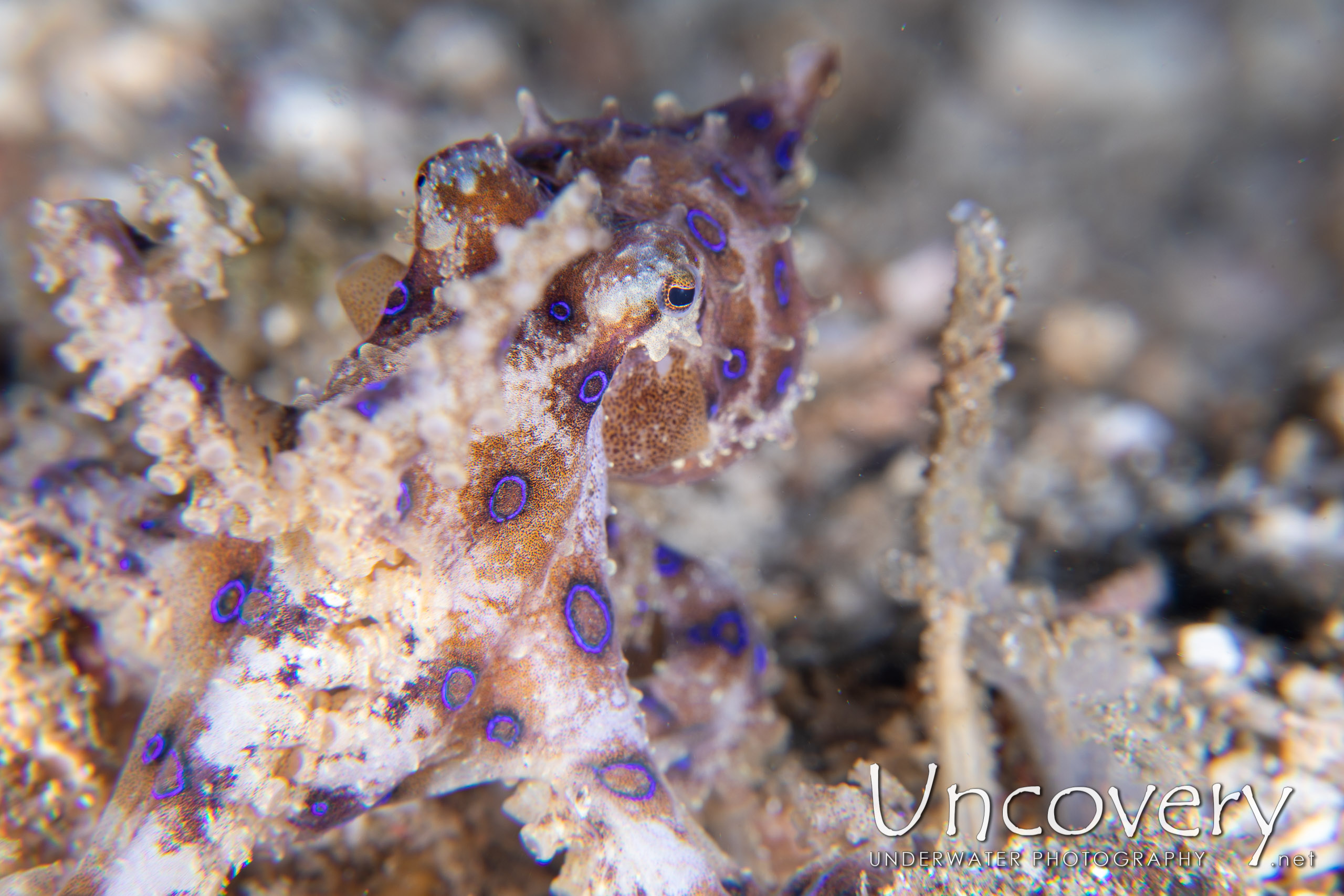 Blue Ring Octopus (hapalochlaena Lunulata), photo taken in Indonesia, North Sulawesi, Lembeh Strait, Papusungan Besar