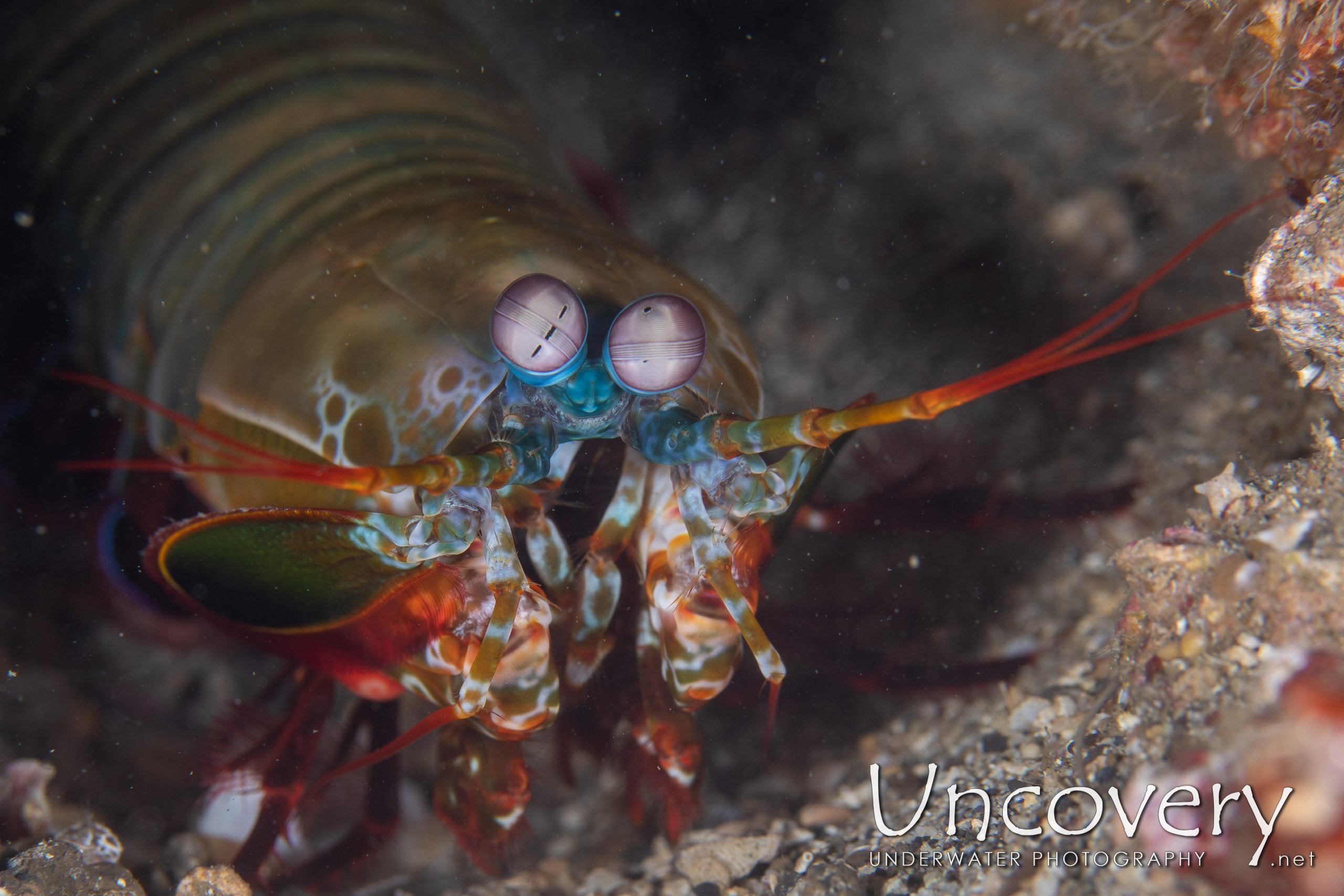 Peacock Mantis Shrimp (odontodactylus Scyllarus), photo taken in Indonesia, North Sulawesi, Lembeh Strait, Papusungan Besar