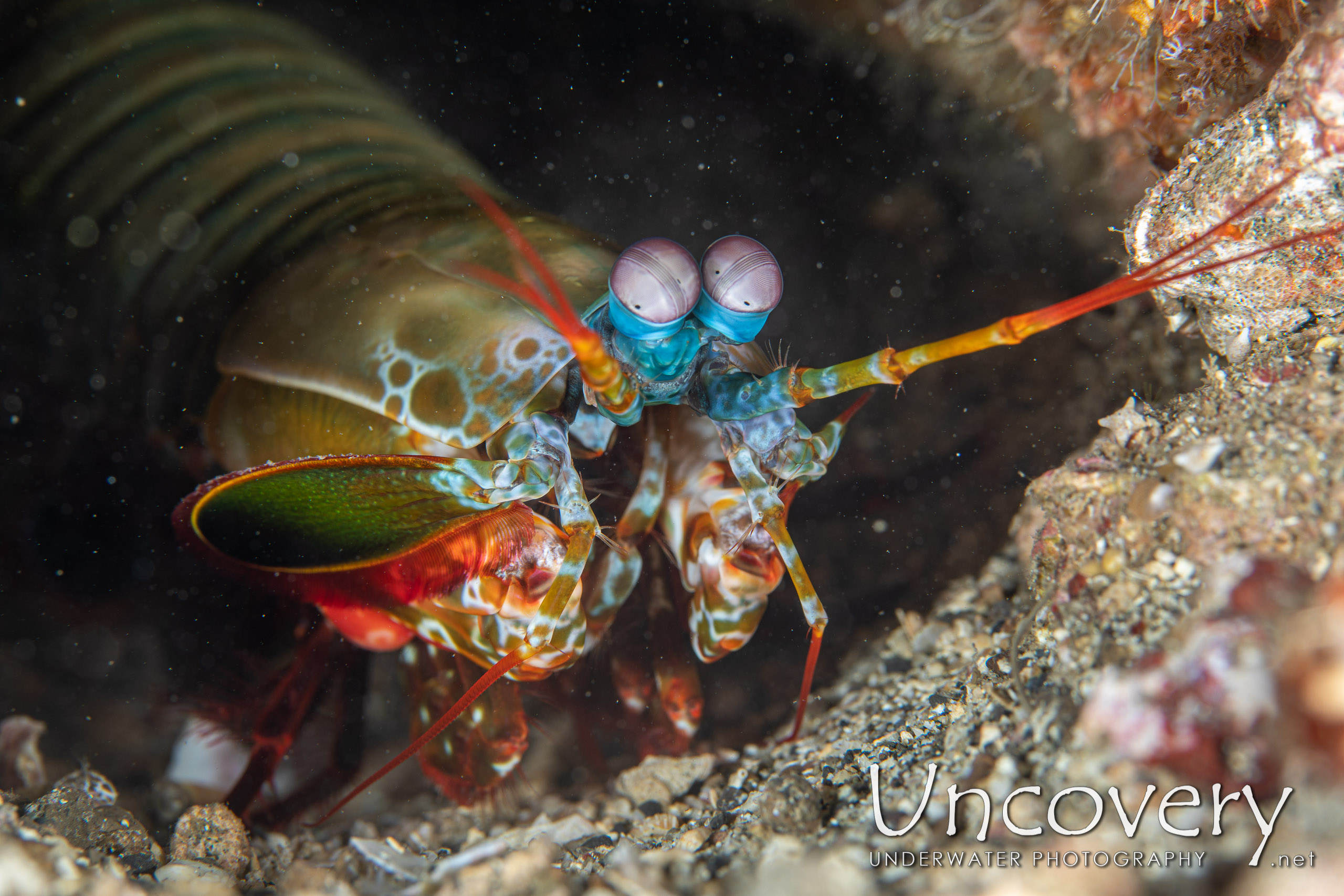 Peacock Mantis Shrimp (odontodactylus Scyllarus), photo taken in Indonesia, North Sulawesi, Lembeh Strait, Papusungan Besar