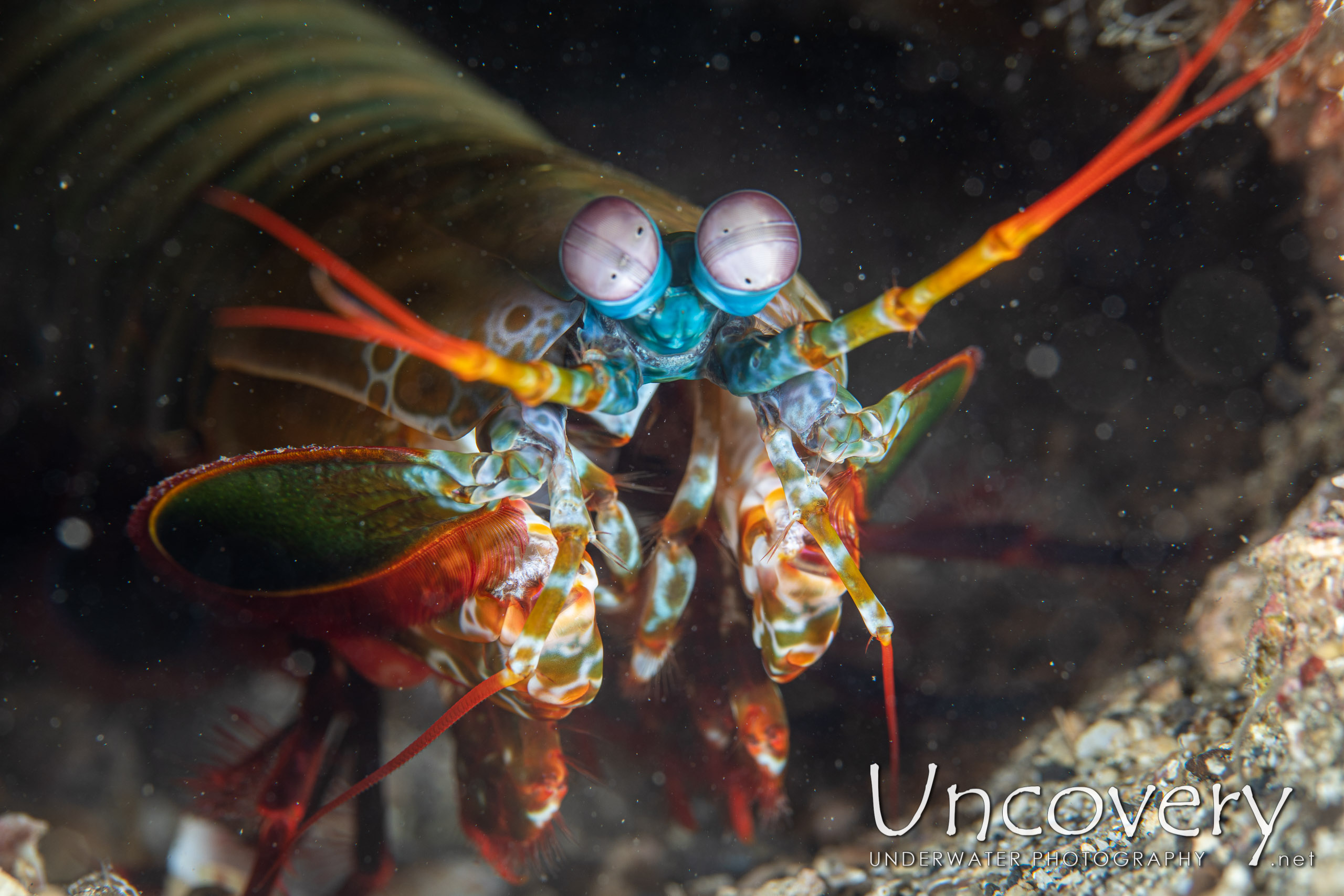 Peacock Mantis Shrimp (odontodactylus Scyllarus), photo taken in Indonesia, North Sulawesi, Lembeh Strait, Papusungan Besar