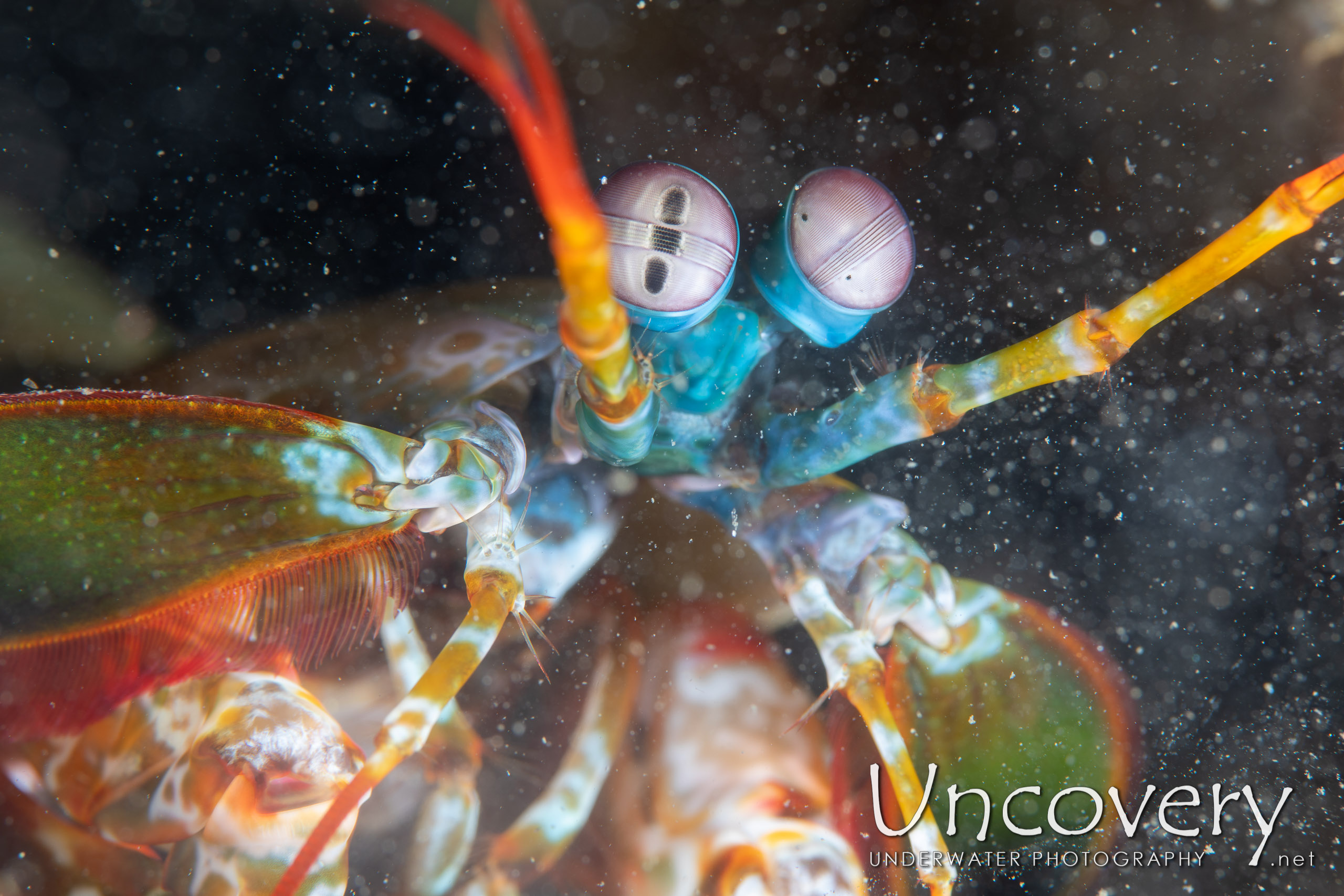 Peacock Mantis Shrimp (odontodactylus Scyllarus), photo taken in Indonesia, North Sulawesi, Lembeh Strait, Papusungan Besar