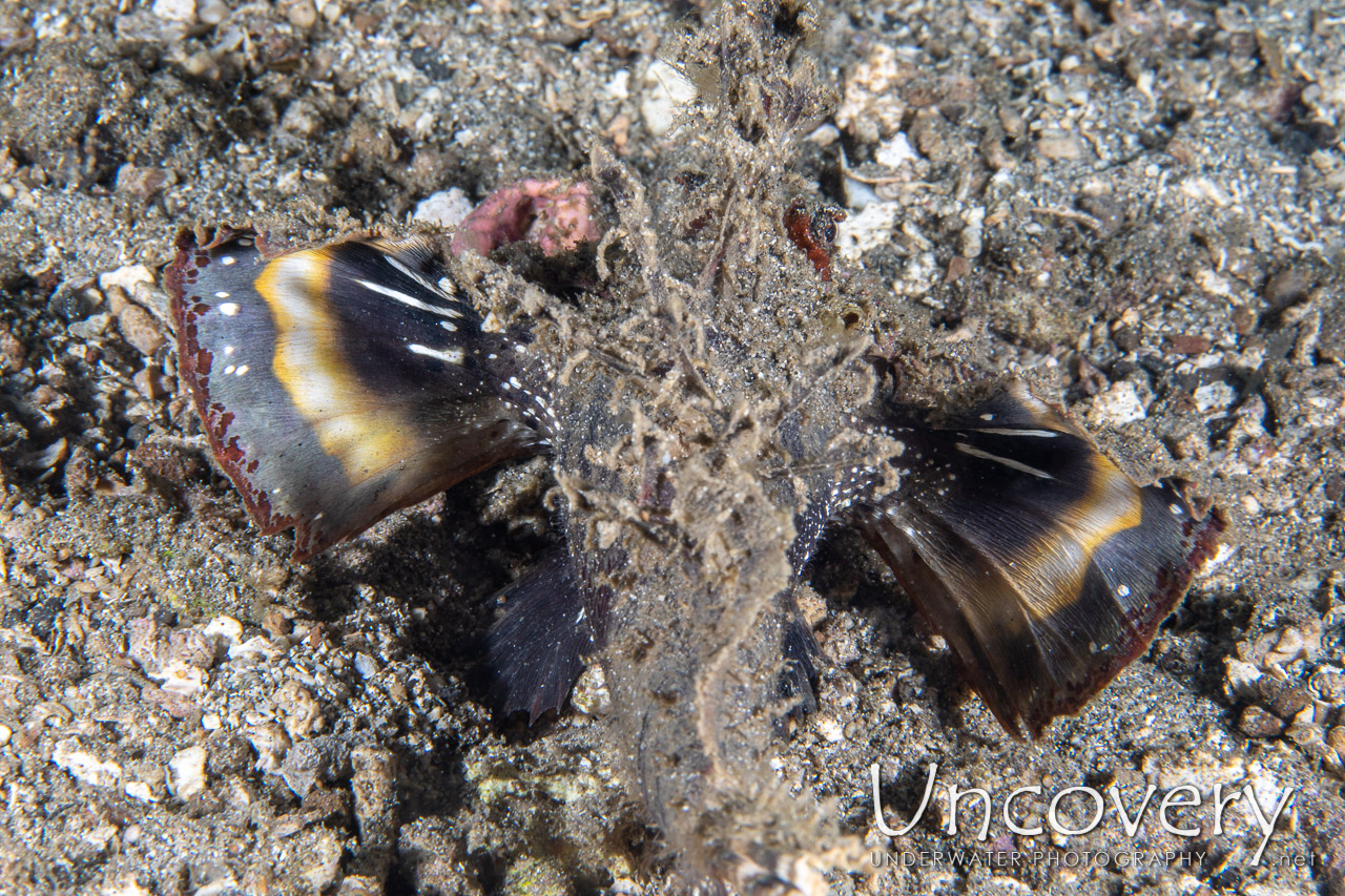 Spiny Devilfish (inimicus Didactylus) shot in Indonesia|North Sulawesi|Lembeh Strait|Papusungan Besar