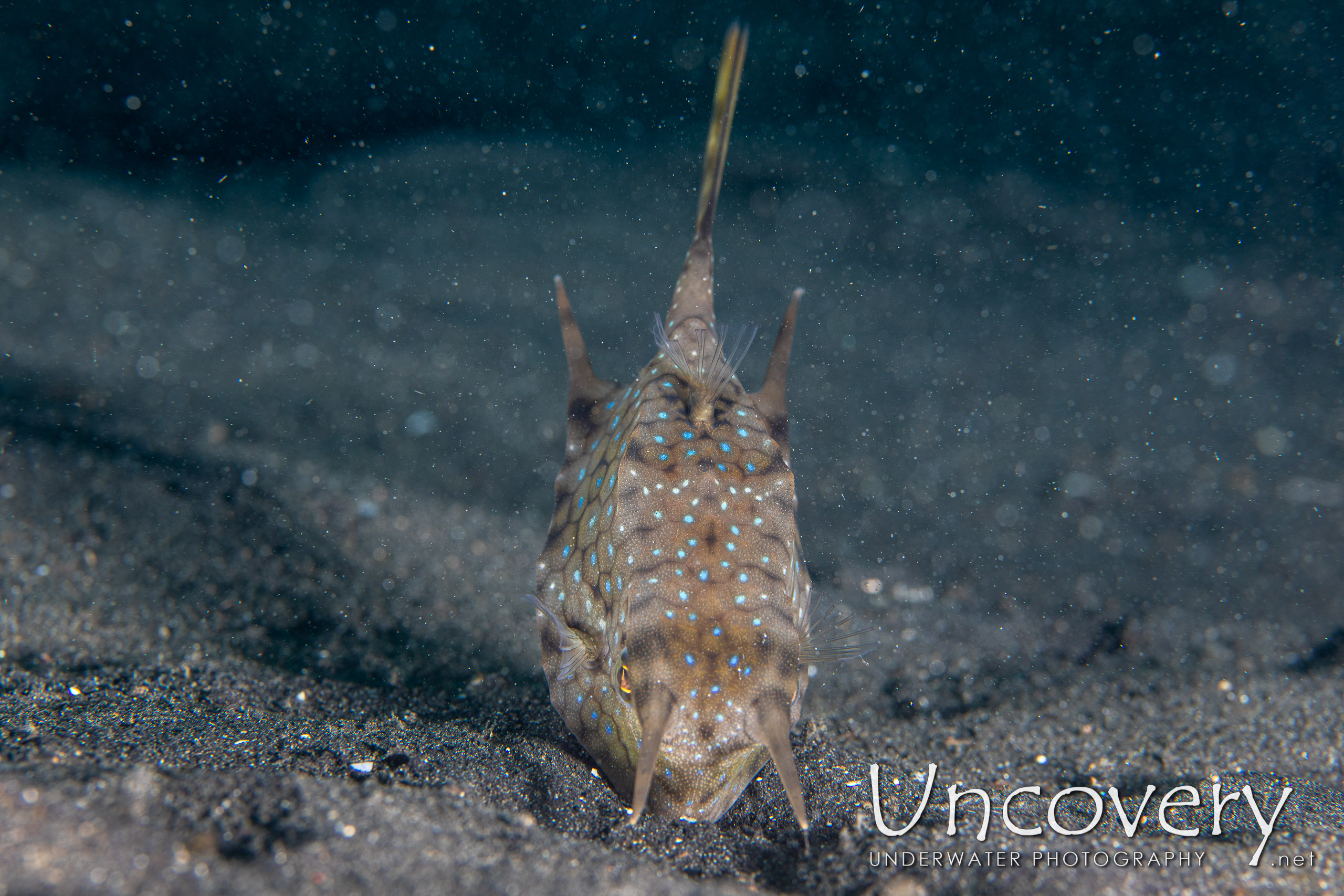 Longhorn Cowfish (lactoria Cornuta), photo taken in Indonesia, North Sulawesi, Lembeh Strait, Hairball