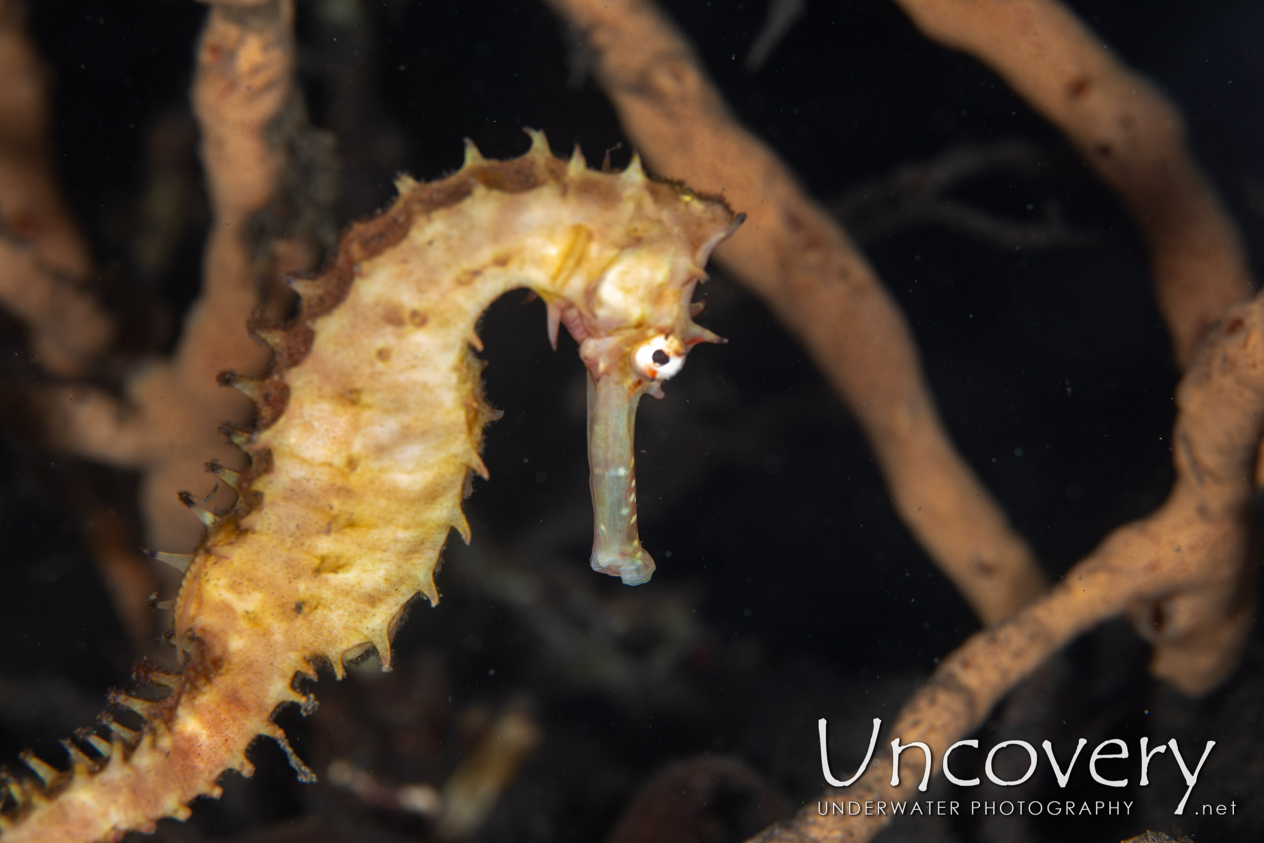 Thorny Seahorse (hippocampus Histrix), photo taken in Indonesia, North Sulawesi, Lembeh Strait, Hairball