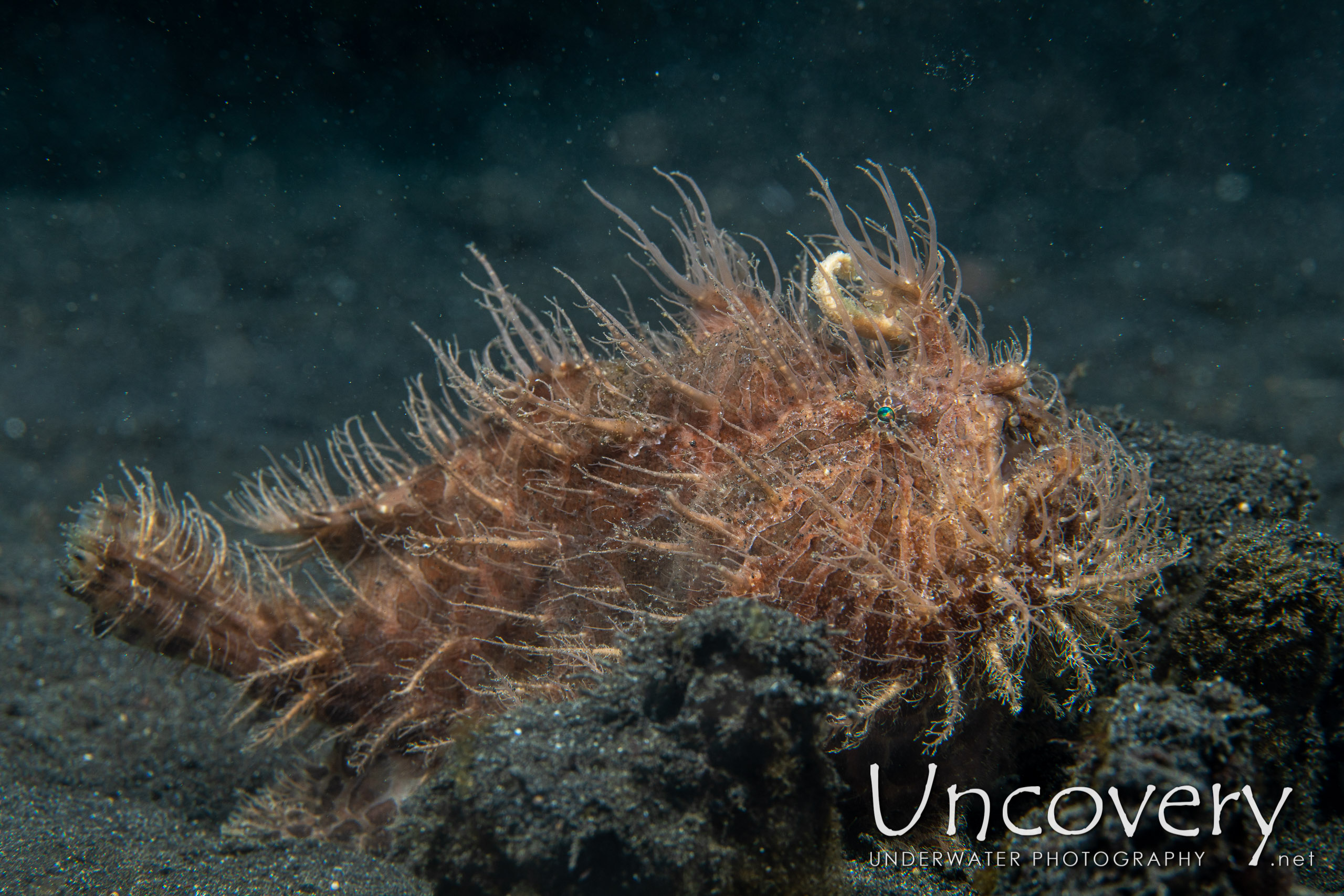 Hairy Frogfish (antennarius Striatus), photo taken in Indonesia, North Sulawesi, Lembeh Strait, Hairball