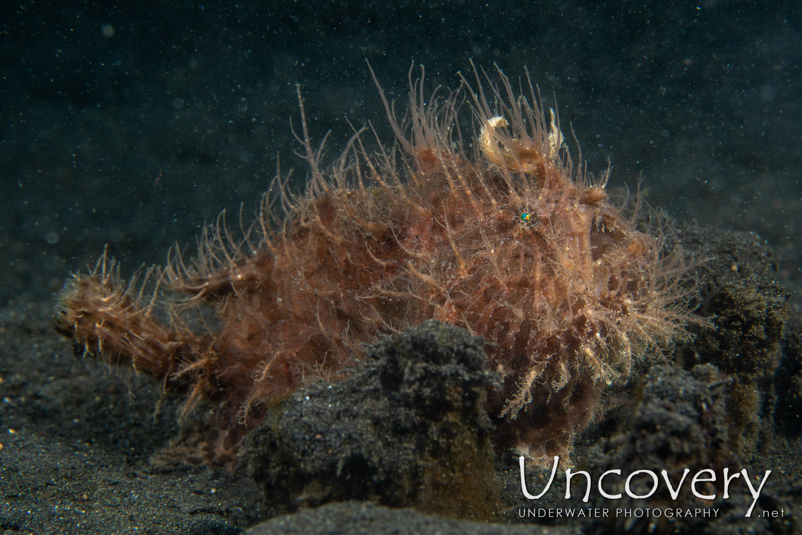 Hairy Frogfish (antennarius Striatus), photo taken in Indonesia, North Sulawesi, Lembeh Strait, Hairball