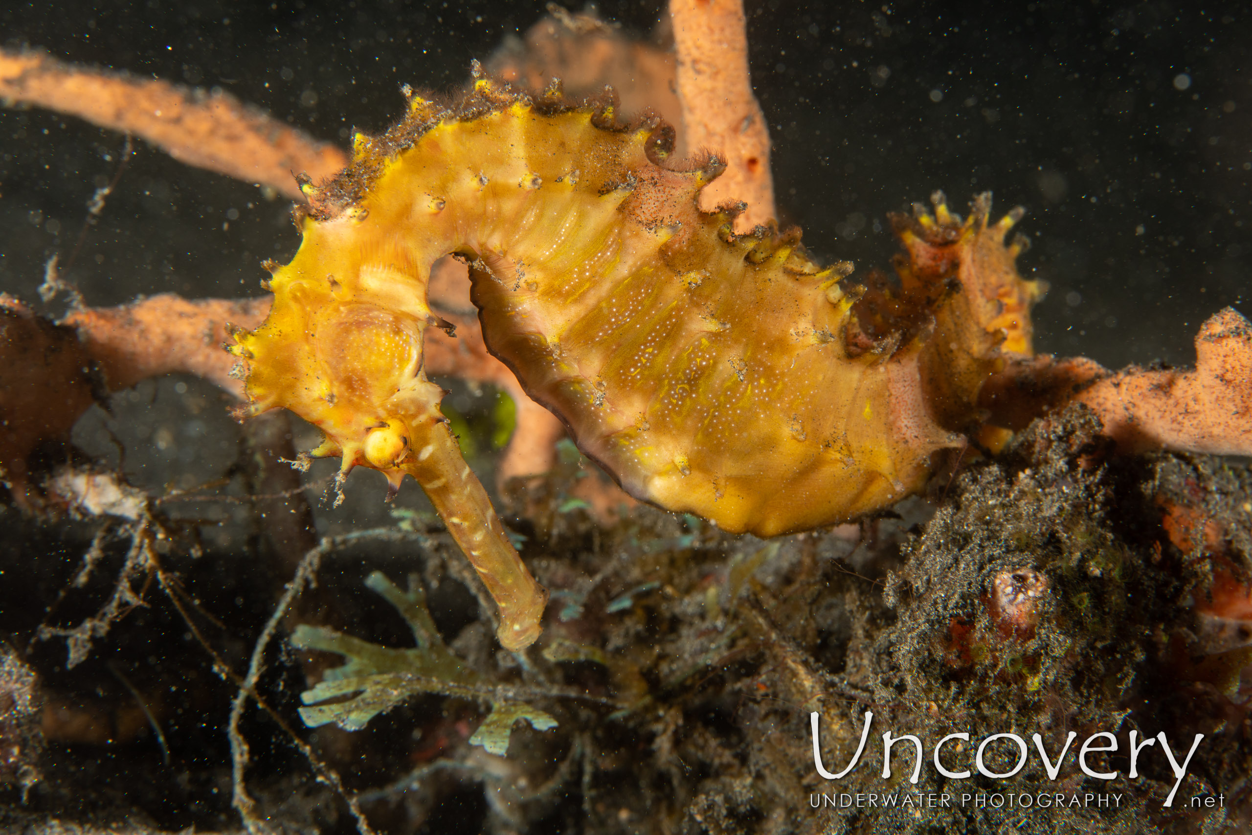 Thorny Seahorse (hippocampus Histrix), photo taken in Indonesia, North Sulawesi, Lembeh Strait, Hairball