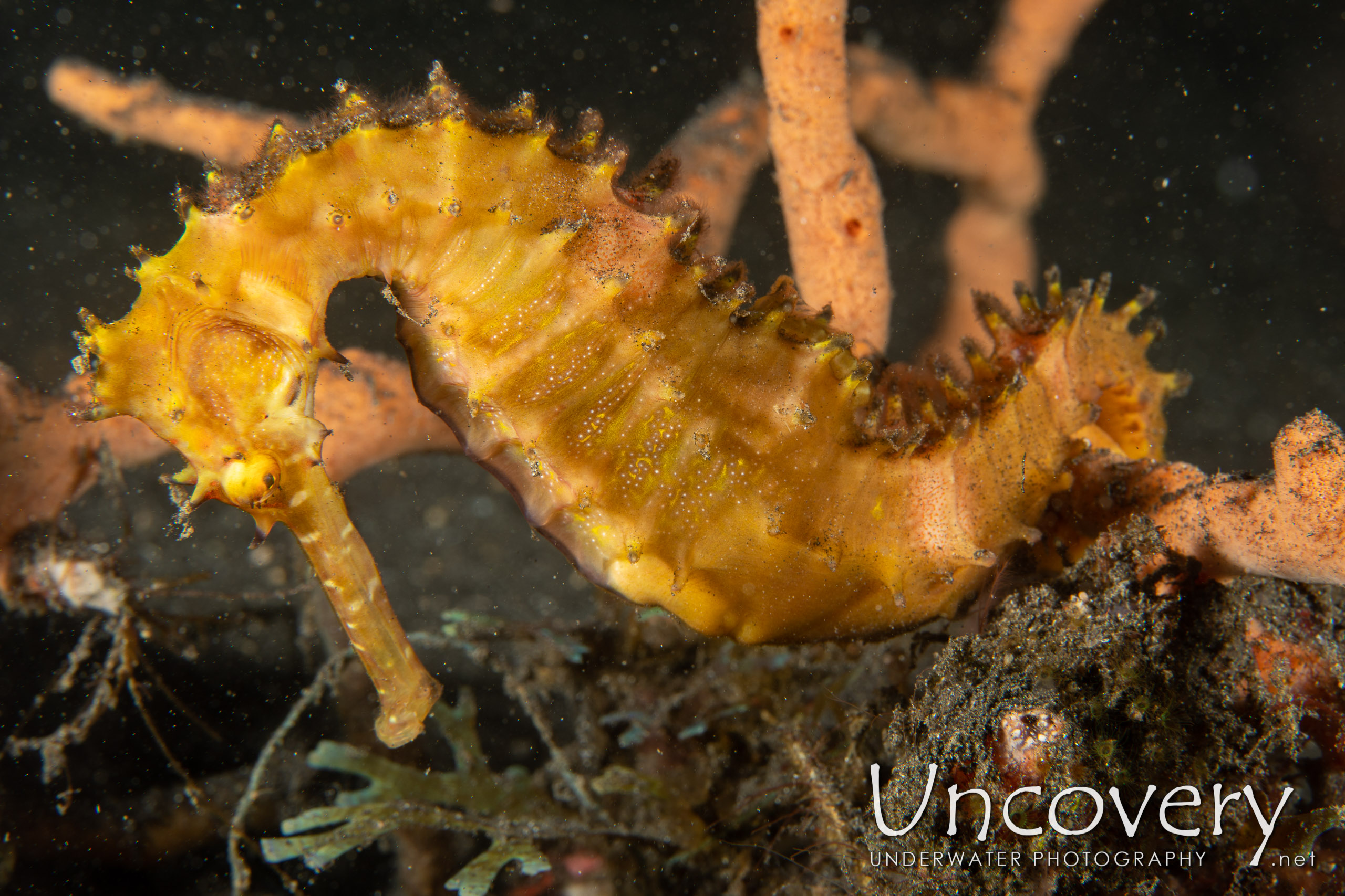 Thorny Seahorse (hippocampus Histrix), photo taken in Indonesia, North Sulawesi, Lembeh Strait, Hairball