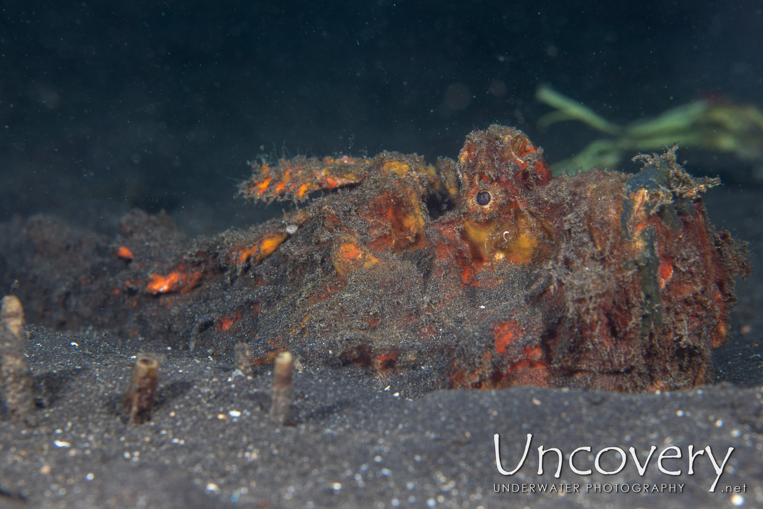 Estuarine Stonefish (synanceia Horrida), photo taken in Indonesia, North Sulawesi, Lembeh Strait, Hairball