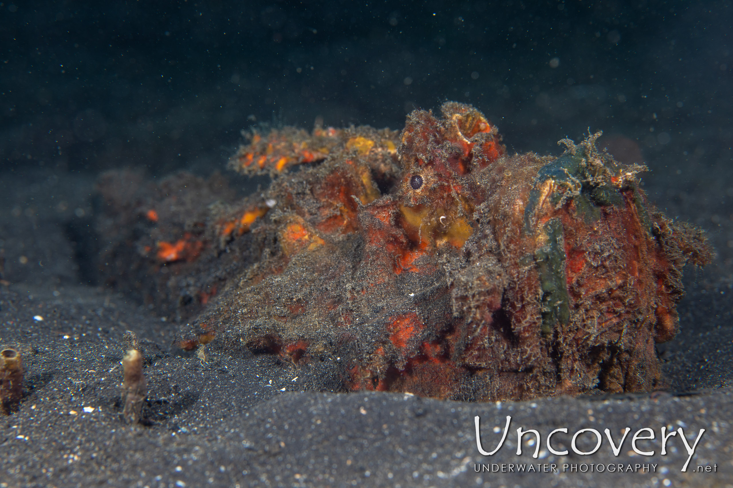 Estuarine Stonefish (synanceia Horrida), photo taken in Indonesia, North Sulawesi, Lembeh Strait, Hairball