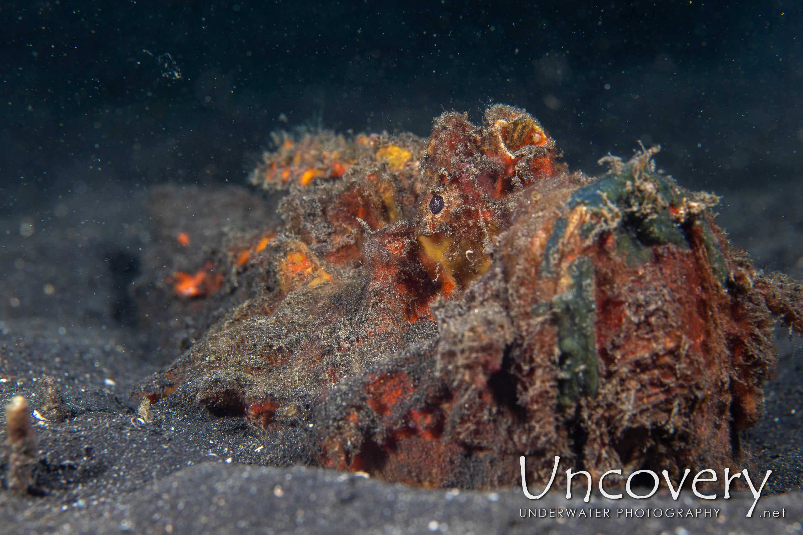 Estuarine Stonefish (synanceia Horrida), photo taken in Indonesia, North Sulawesi, Lembeh Strait, Hairball