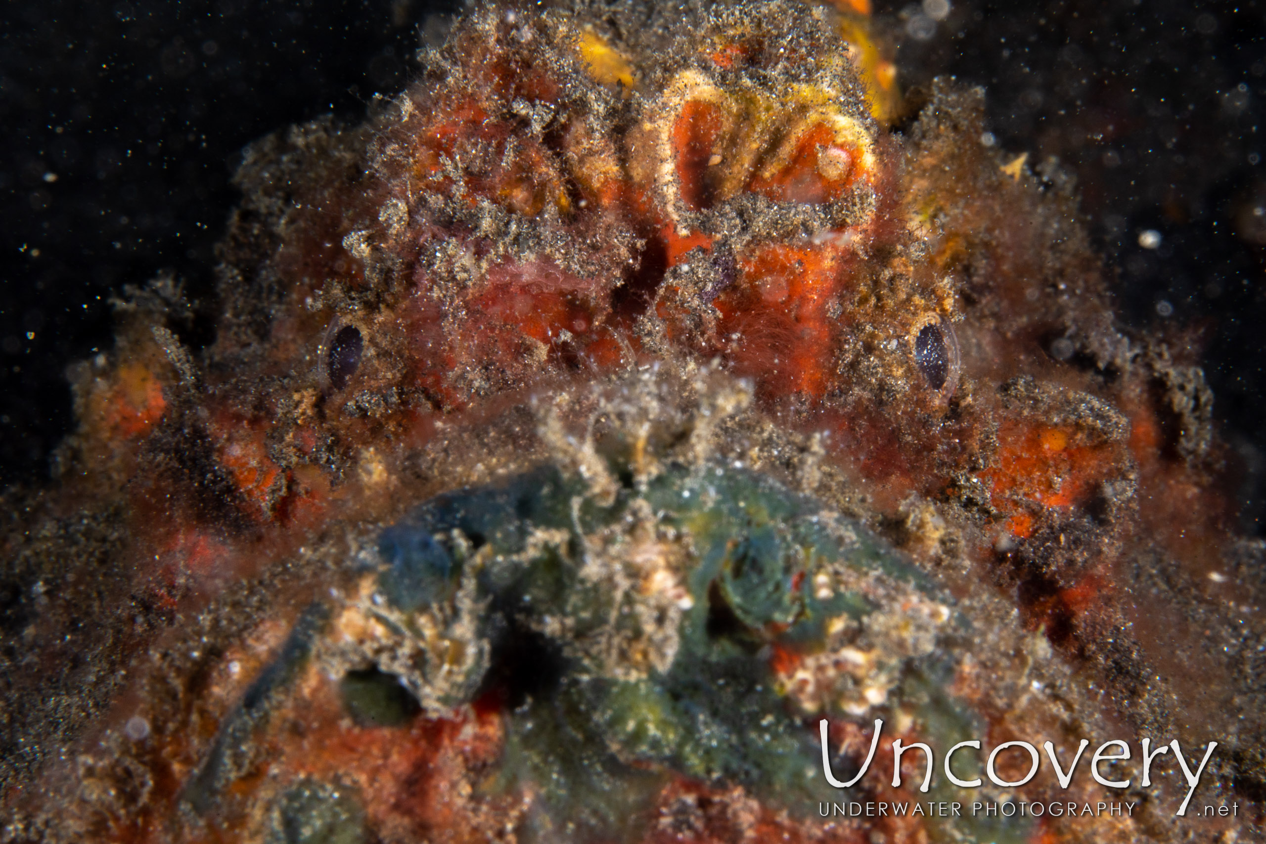 Estuarine Stonefish (synanceia Horrida), photo taken in Indonesia, North Sulawesi, Lembeh Strait, Hairball