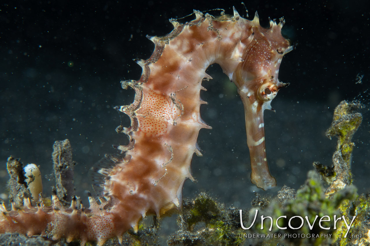Thorny Seahorse (hippocampus Histrix), photo taken in Indonesia, North Sulawesi, Lembeh Strait, Hairball
