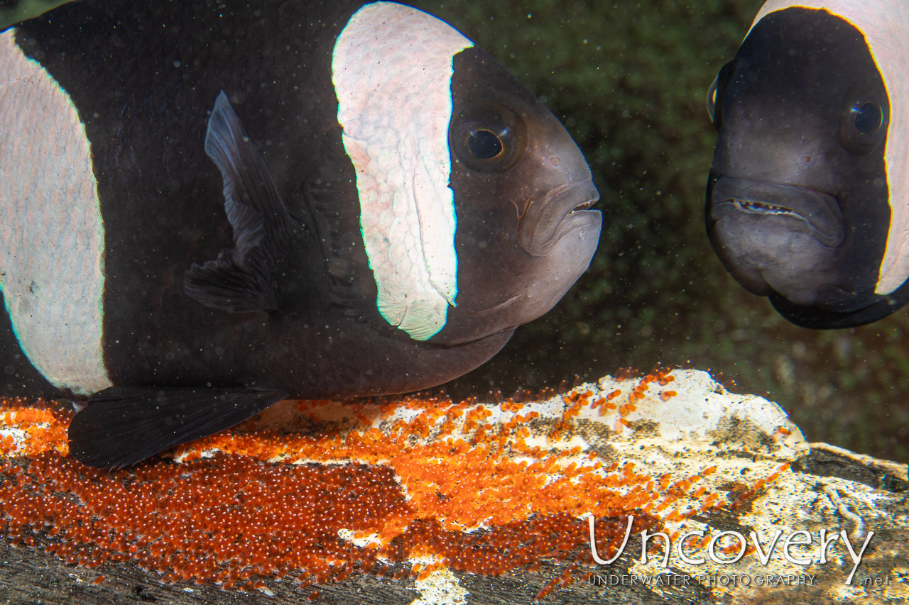Saddleback Anemonefish (amphiprion Polymnus) shot in Indonesia|North Sulawesi|Lembeh Strait|Hairball