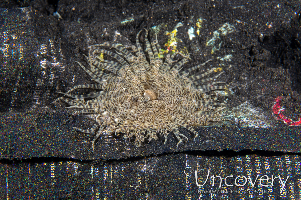  shot in Indonesia|North Sulawesi|Lembeh Strait|Hairball