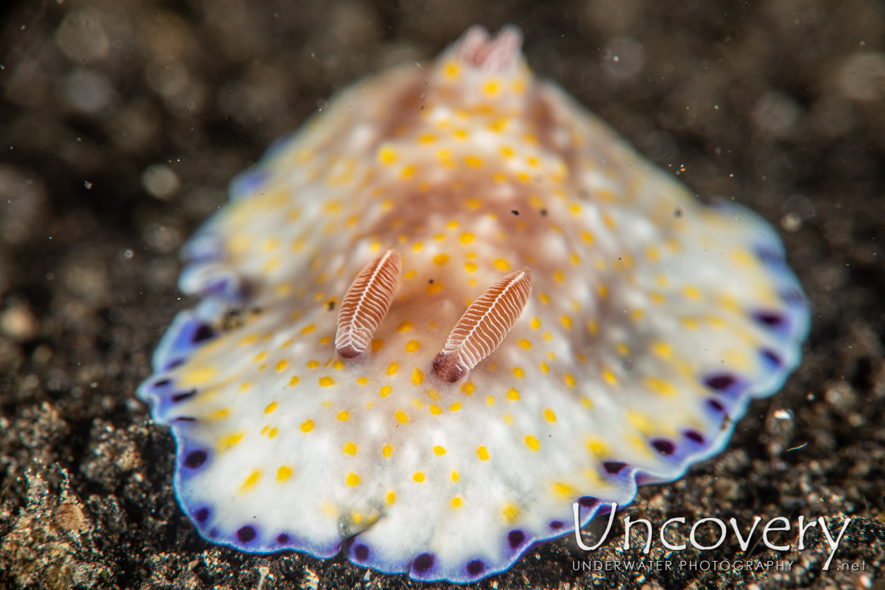 Nudibranch, photo taken in Indonesia, North Sulawesi, Lembeh Strait, Hairball