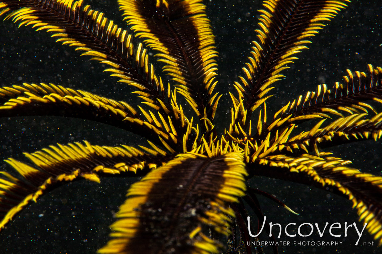 Feather Star (crinoidae) shot in Indonesia|North Sulawesi|Lembeh Strait|Hairball
