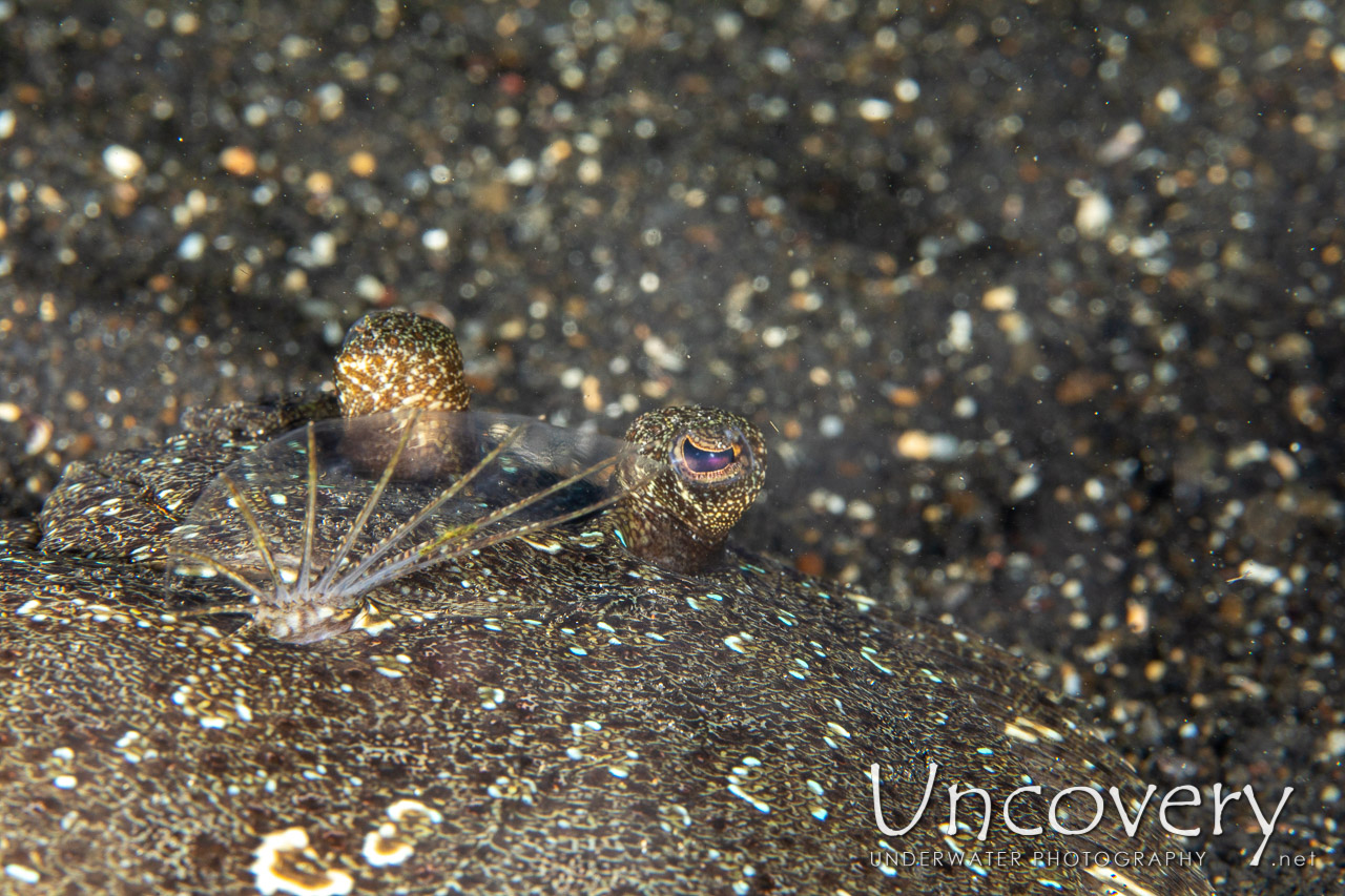 , photo taken in Indonesia, North Sulawesi, Lembeh Strait, Hairball
