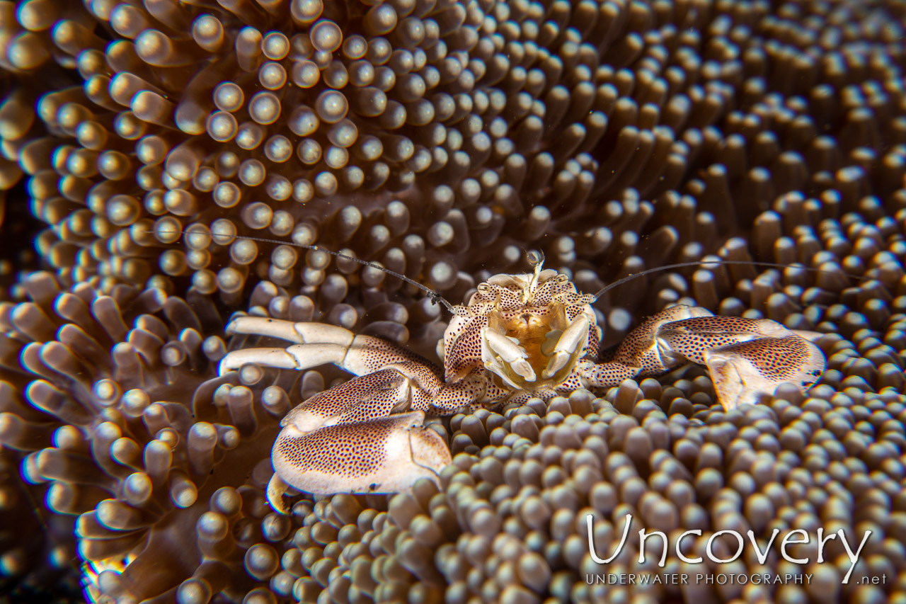 Spotted Porcelain Crab (neopetrolisthes Maculatus), photo taken in Indonesia, North Sulawesi, Lembeh Strait, Hairball