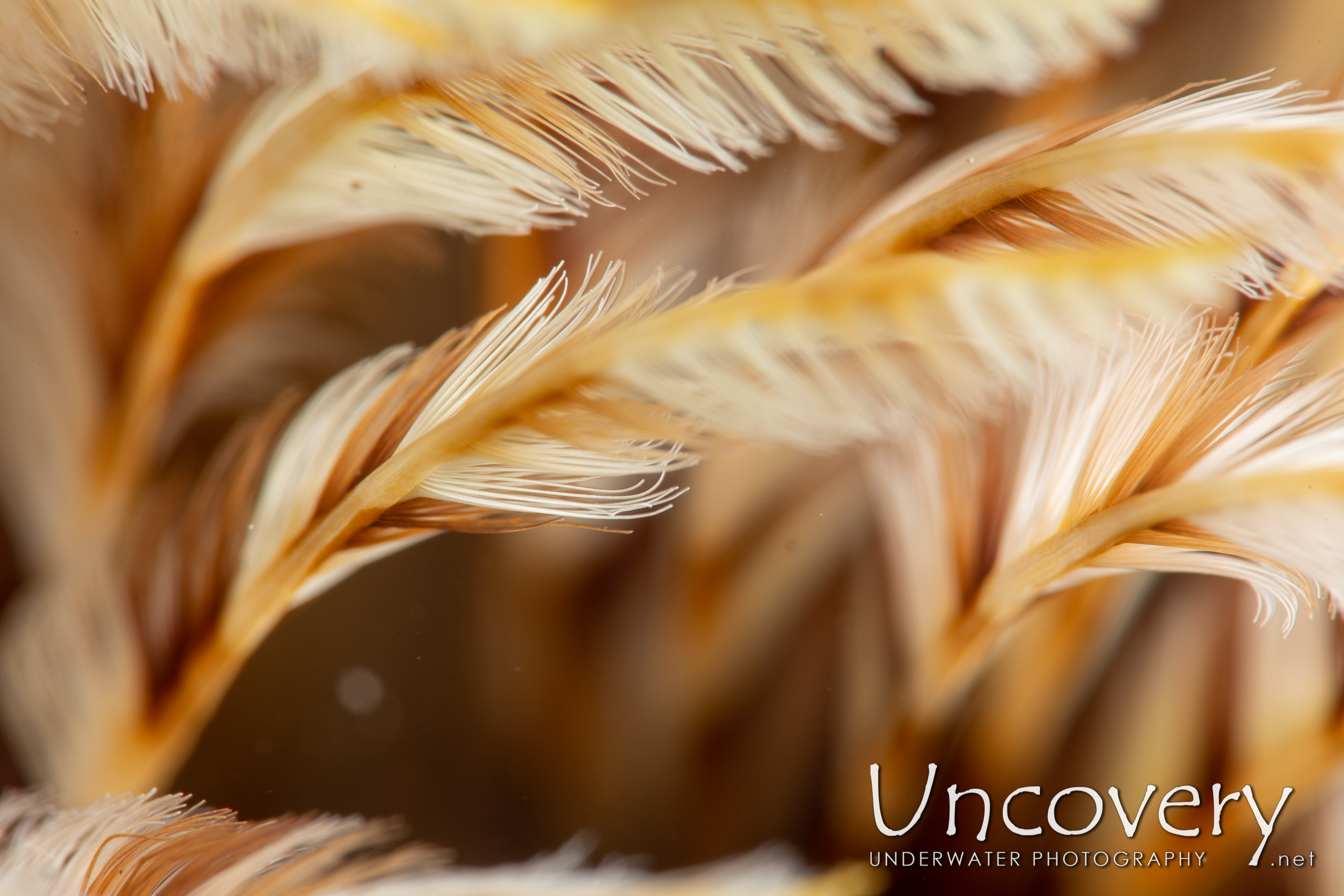 Indian Feather Duster Worm (sabellastarte Spectabilis), photo taken in Indonesia, North Sulawesi, Lembeh Strait, Hairball