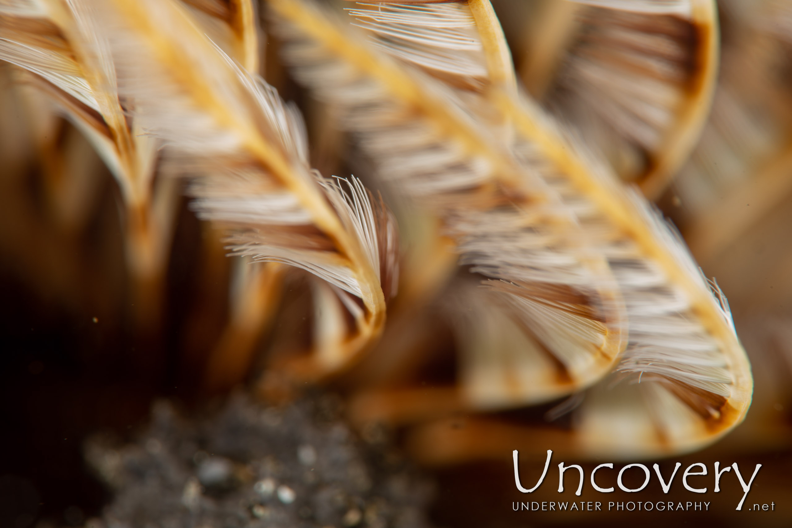 Indian Feather Duster Worm (sabellastarte Spectabilis), photo taken in Indonesia, North Sulawesi, Lembeh Strait, Hairball