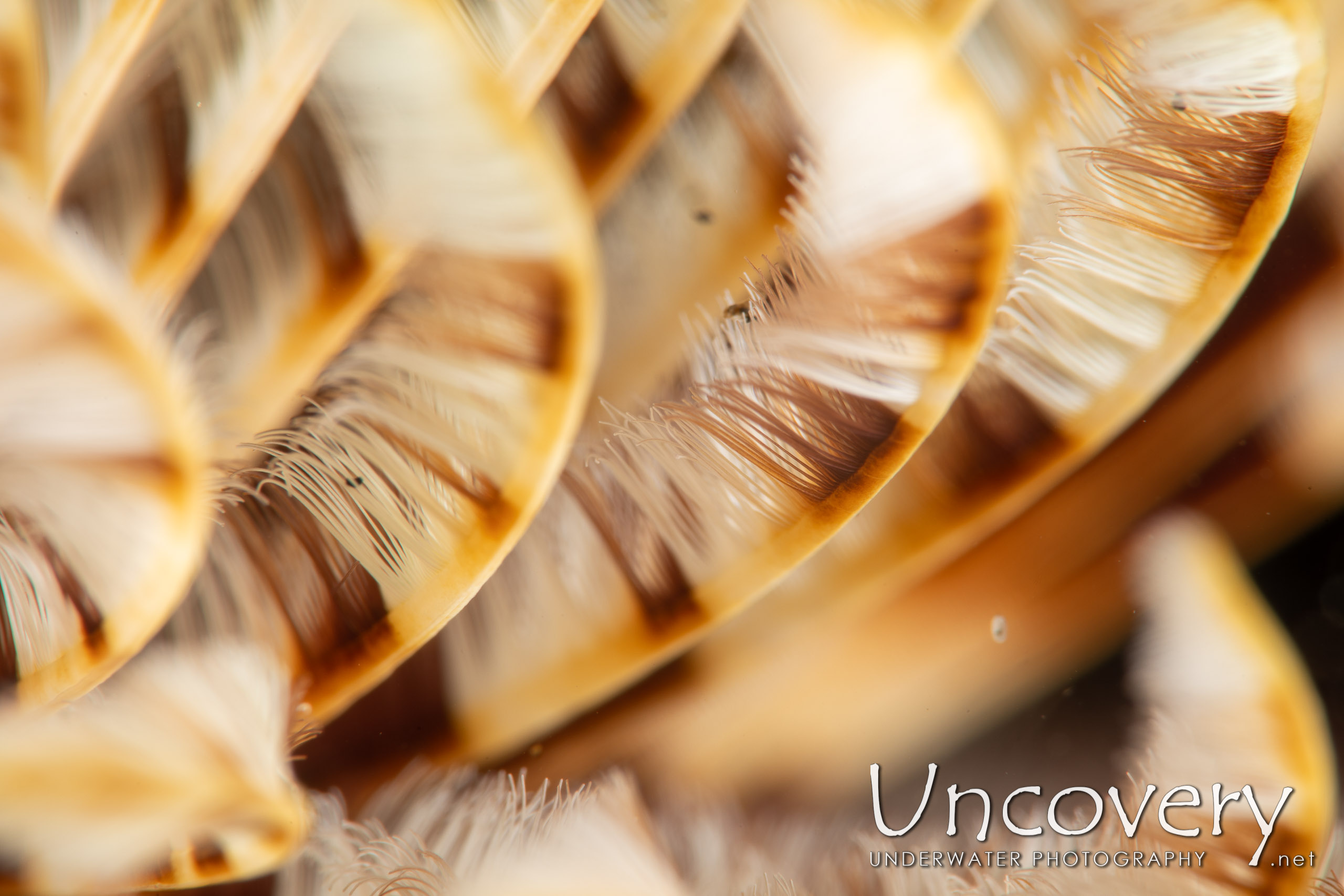 Indian Feather Duster Worm (sabellastarte Spectabilis), photo taken in Indonesia, North Sulawesi, Lembeh Strait, Hairball