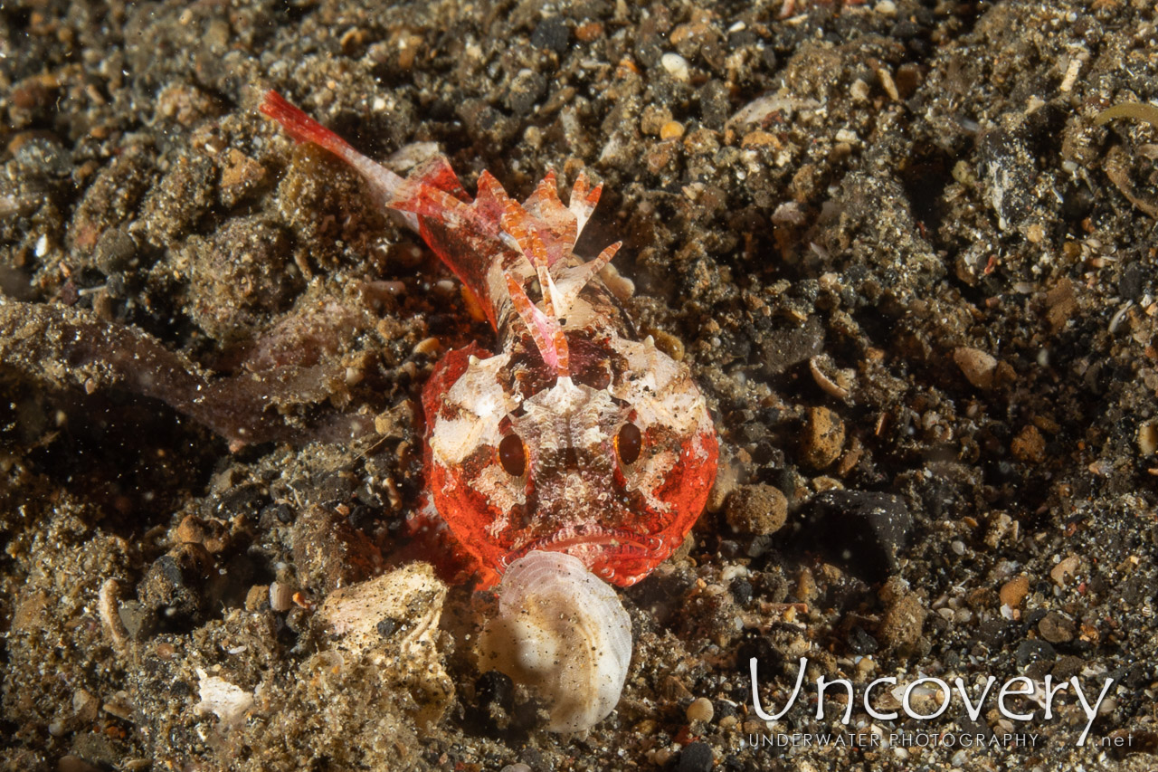 Moulton's Scorpionfish (parascorpaena Moultoni) shot in Indonesia|North Sulawesi|Lembeh Strait|Sarena Besar 1