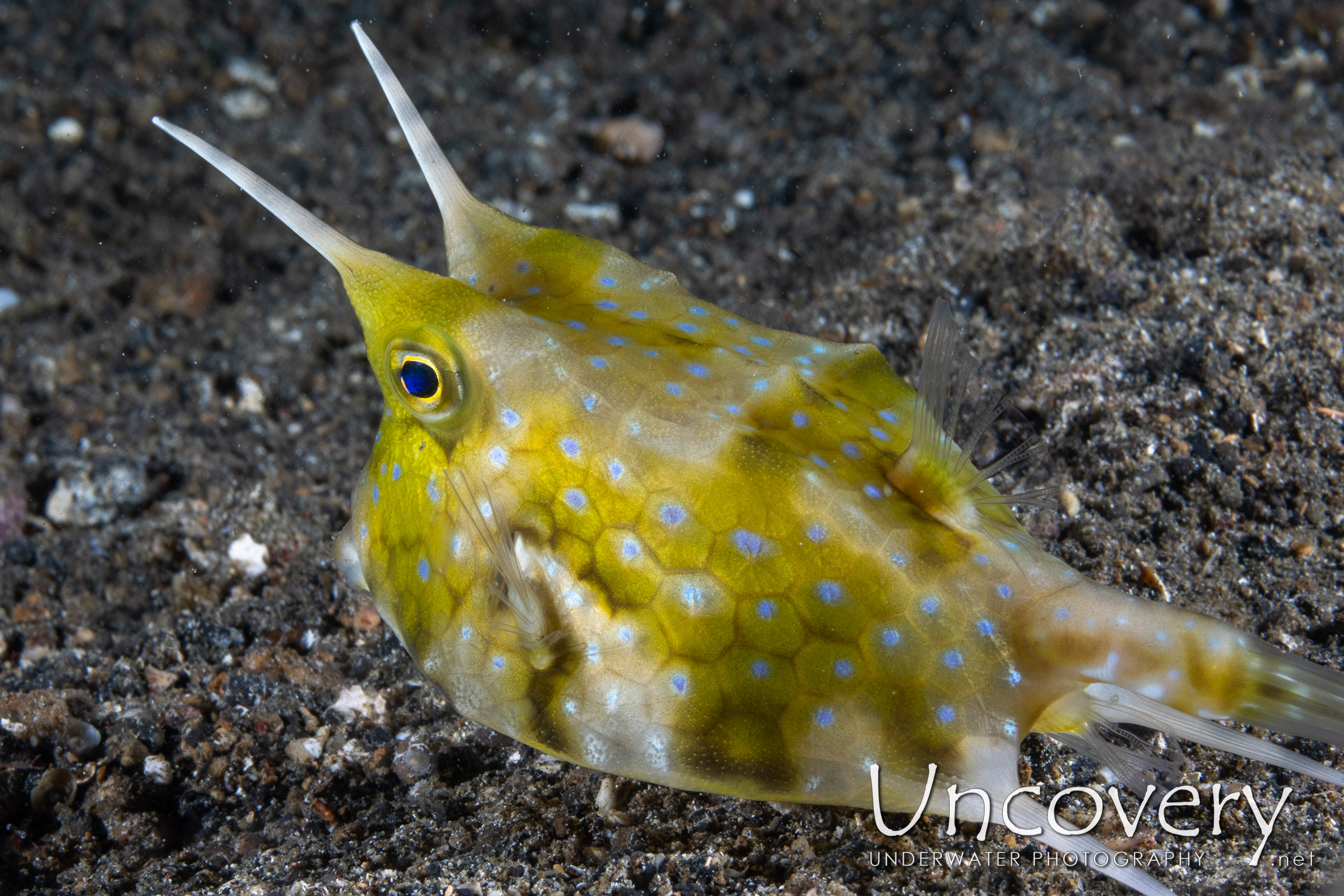 Longhorn Cowfish (lactoria Cornuta), photo taken in Indonesia, North Sulawesi, Lembeh Strait, Sarena Besar 1