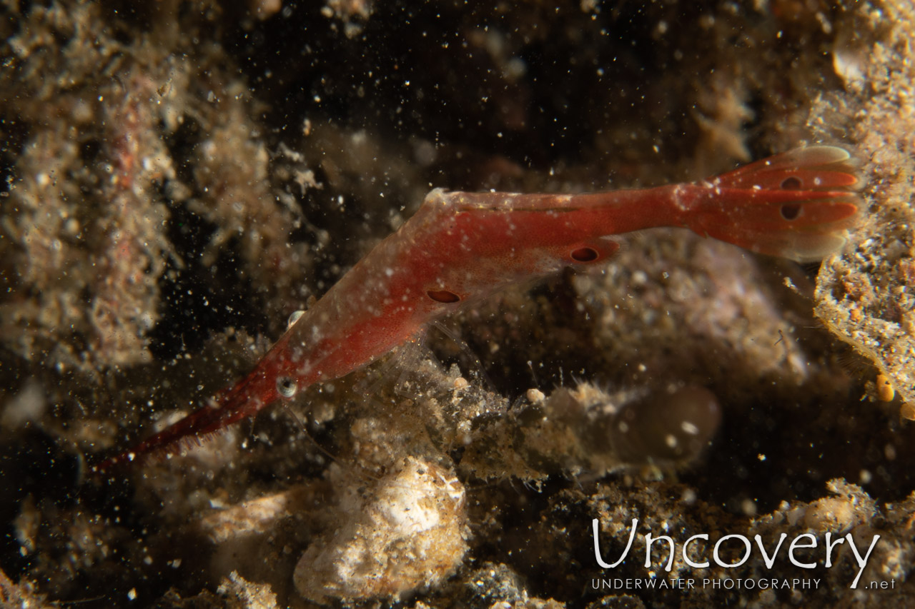 Ocellated Tozeuma Shrimp (tozeuma Lanceolatum), photo taken in Indonesia, North Sulawesi, Lembeh Strait, Sarena Besar 1