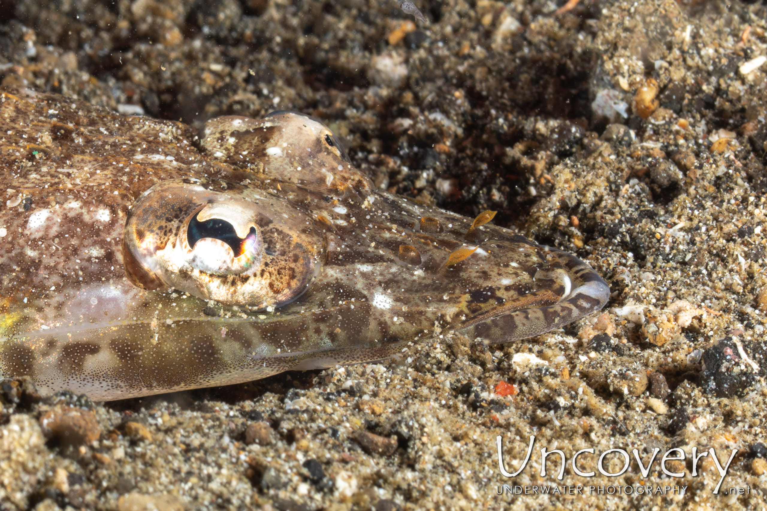 Crocodile Flathead (cymbacephalus Beauforti), photo taken in Indonesia, North Sulawesi, Lembeh Strait, Sarena Besar 1