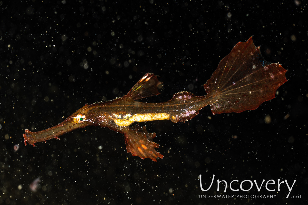 Robust Ghostpipefish (solenostomus Cyanopterus) shot in Indonesia|North Sulawesi|Lembeh Strait|Sarena Besar 1