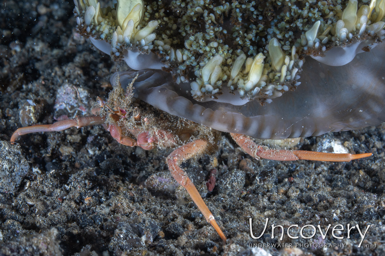 Urchin Carry Crab (dorippe Frascone) shot in Indonesia|North Sulawesi|Lembeh Strait|Sarena Besar 1