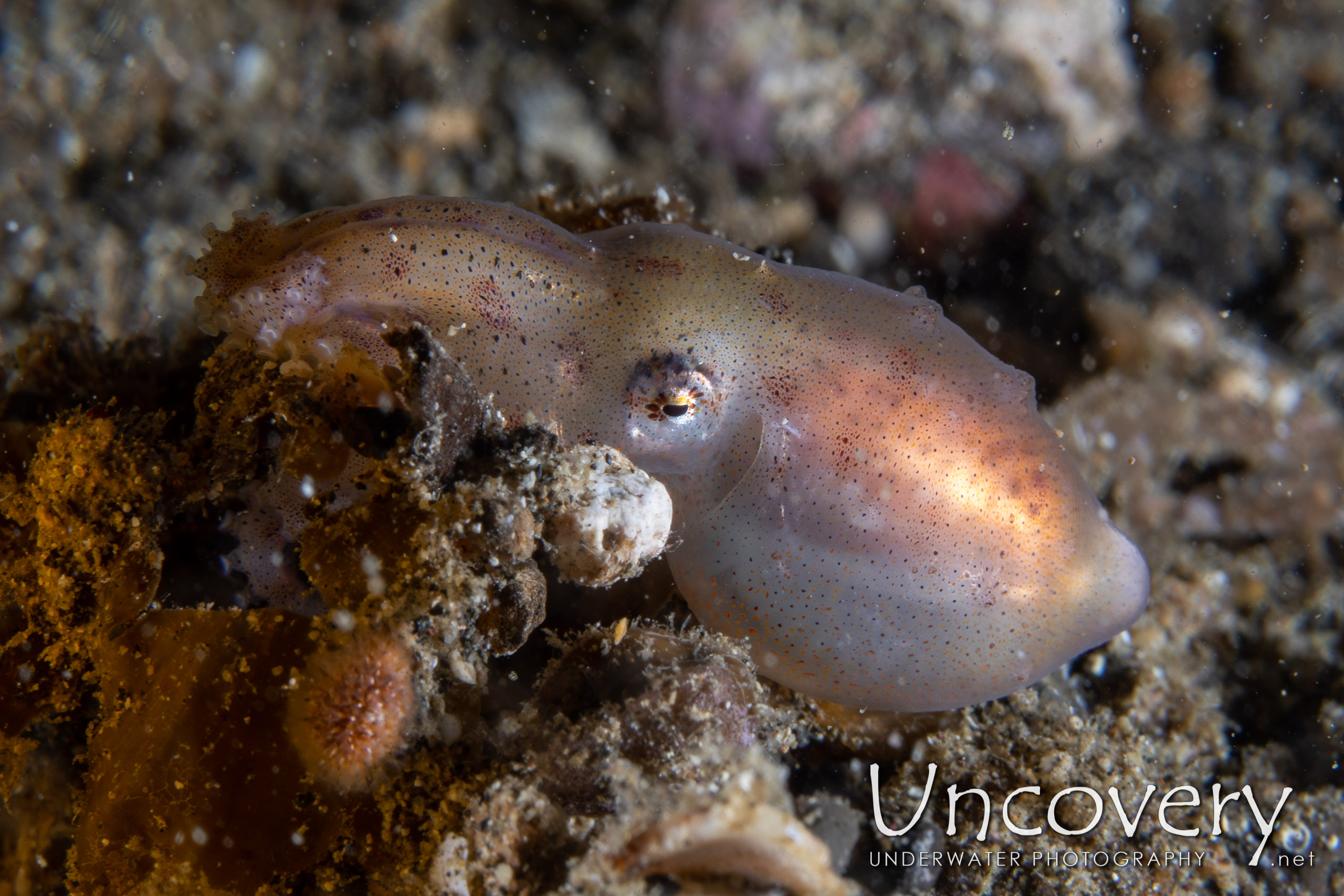 Blue Ring Octopus (hapalochlaena Lunulata), photo taken in Indonesia, North Sulawesi, Lembeh Strait, Sarena Besar 1