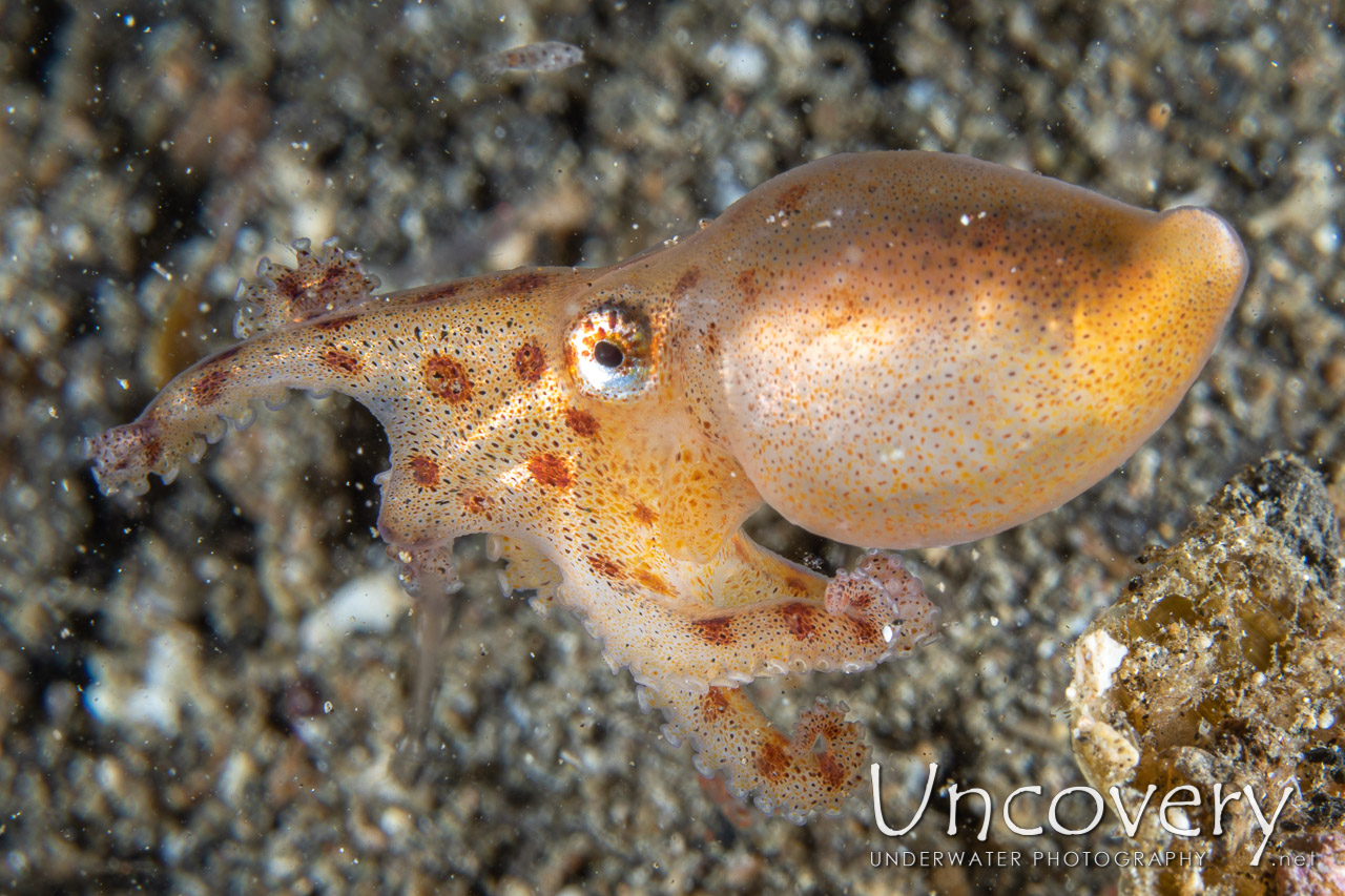 Blue Ring Octopus (hapalochlaena Lunulata) shot in Indonesia|North Sulawesi|Lembeh Strait|Sarena Besar 1