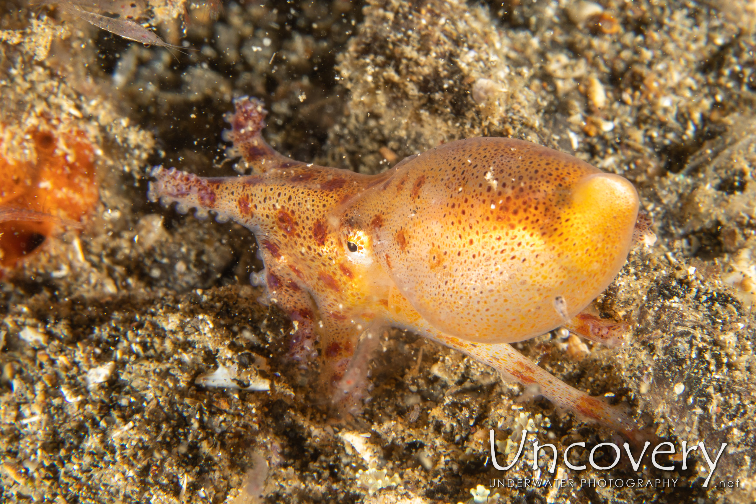 Blue Ring Octopus (hapalochlaena Lunulata), photo taken in Indonesia, North Sulawesi, Lembeh Strait, Sarena Besar 1