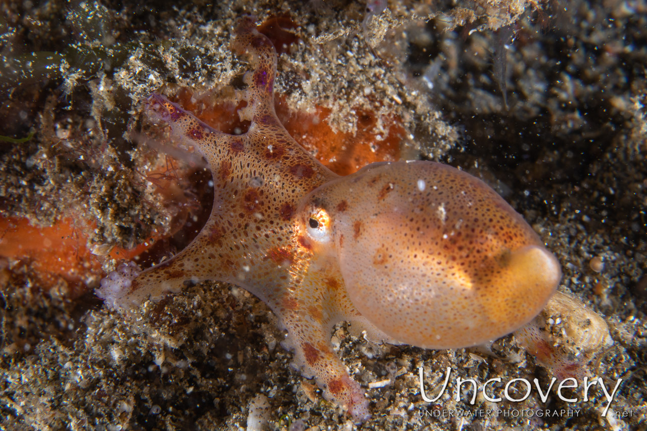 Blue Ring Octopus (hapalochlaena Lunulata), photo taken in Indonesia, North Sulawesi, Lembeh Strait, Sarena Besar 1