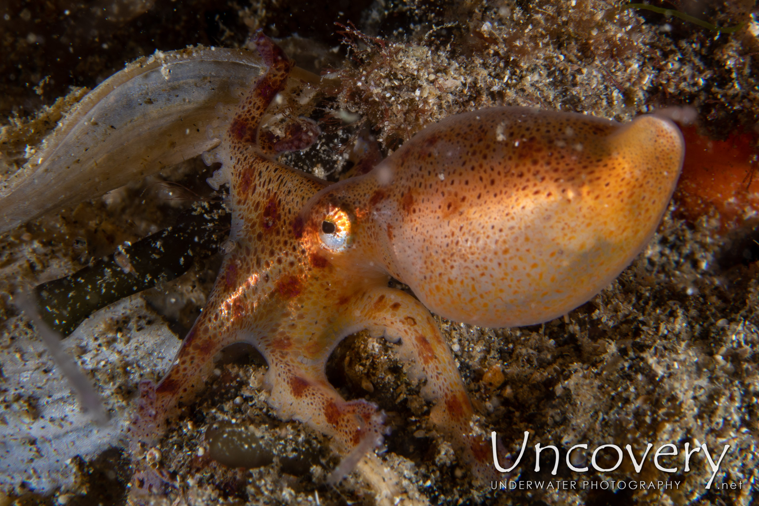 Blue Ring Octopus (hapalochlaena Lunulata), photo taken in Indonesia, North Sulawesi, Lembeh Strait, Sarena Besar 1