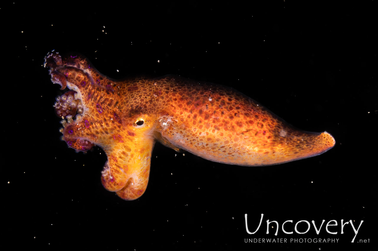 Blue Ring Octopus (hapalochlaena Lunulata) shot in Indonesia|North Sulawesi|Lembeh Strait|Sarena Besar 1