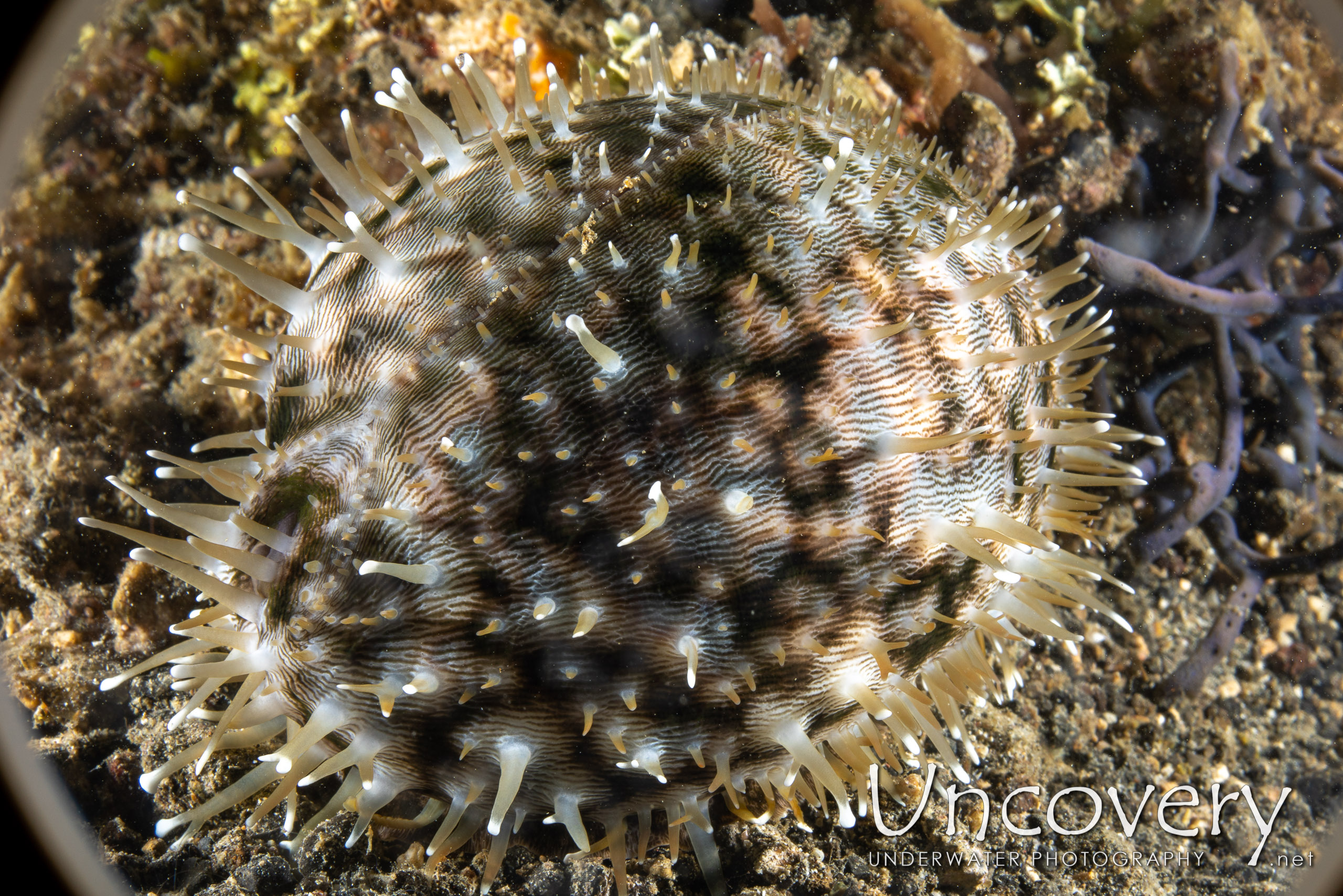 Tiger Shell (cypraea Tigris), photo taken in Indonesia, North Sulawesi, Lembeh Strait, Sarena Besar 1