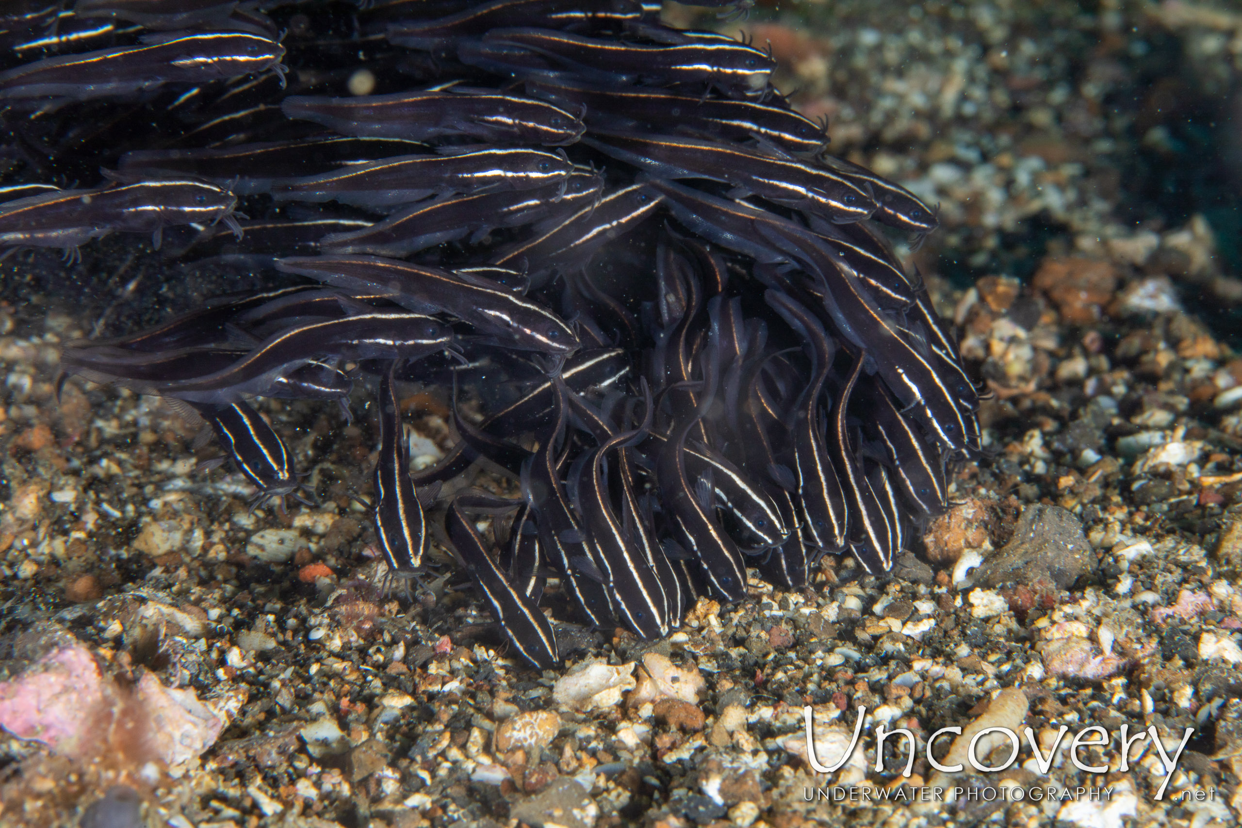 Striped Catfish (plotosus Lineatus), photo taken in Indonesia, North Sulawesi, Lembeh Strait, Nudi Falls