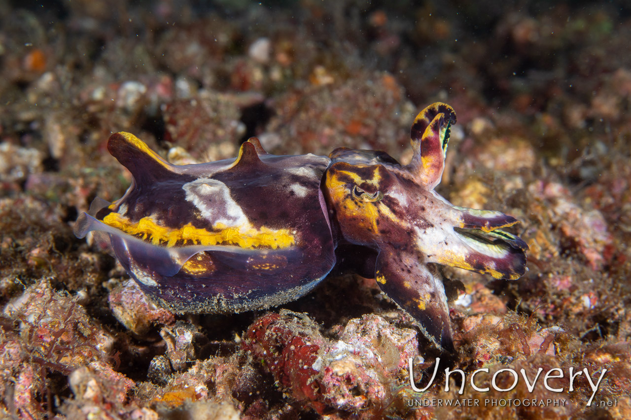 Flamboyant Cuttlefish (metasepia Pfefferi) shot in Indonesia|North Sulawesi|Lembeh Strait|Nudi Falls