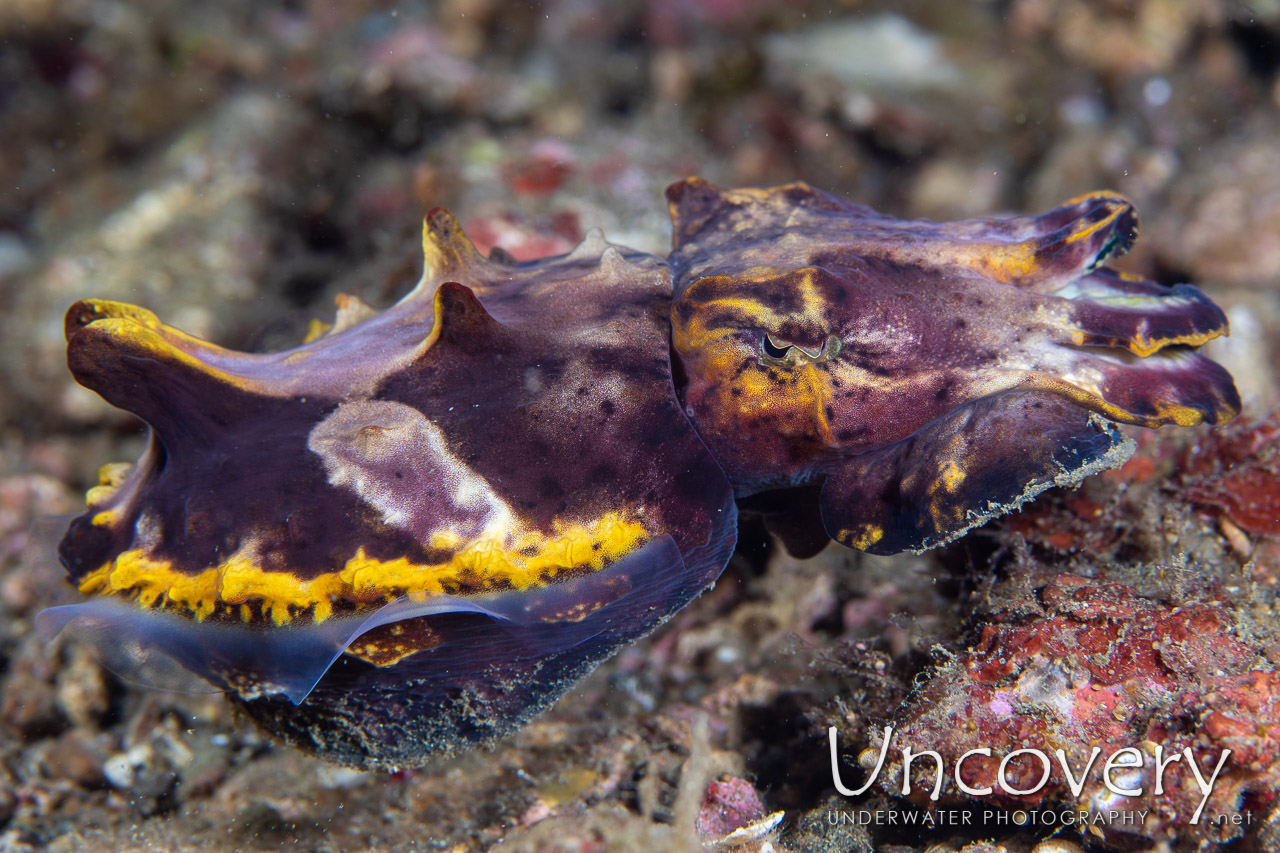 Flamboyant Cuttlefish (metasepia Pfefferi) shot in Indonesia|North Sulawesi|Lembeh Strait|Nudi Falls