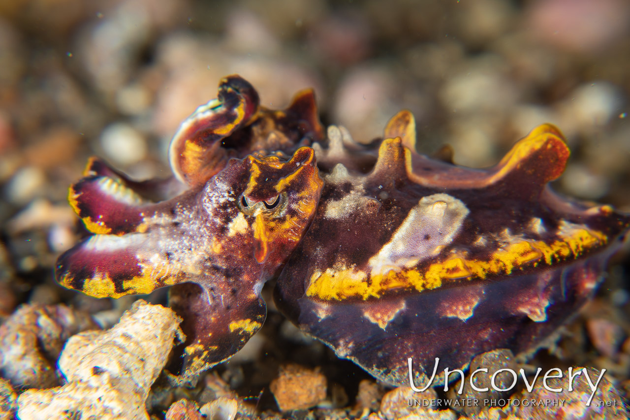 Flamboyant Cuttlefish (metasepia Pfefferi), photo taken in Indonesia, North Sulawesi, Lembeh Strait, Nudi Falls