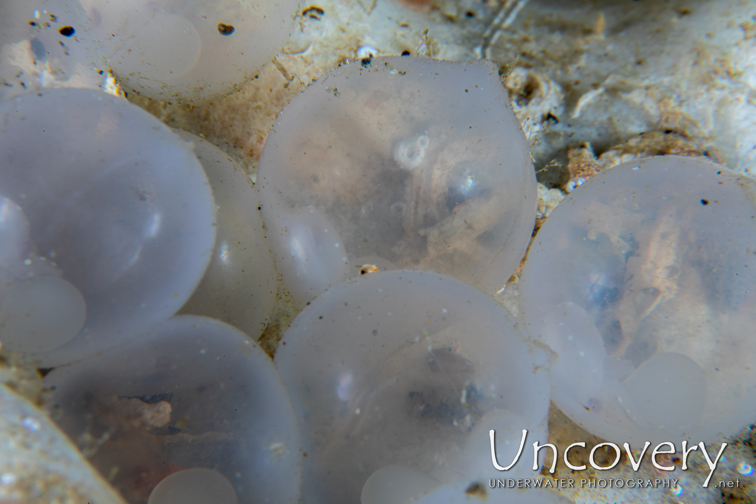 Eggs, photo taken in Indonesia, North Sulawesi, Lembeh Strait, Nudi Falls